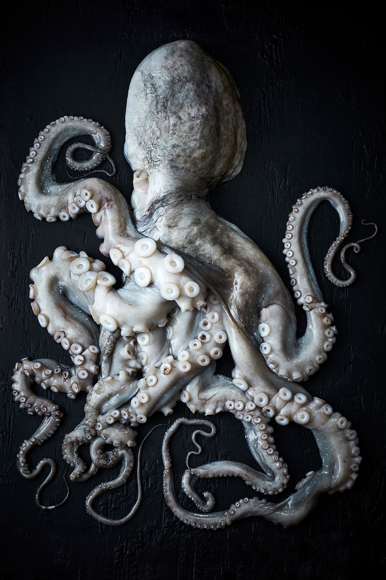 Hiakai • Raw Octopus Showing Tentacles on Dark Board 