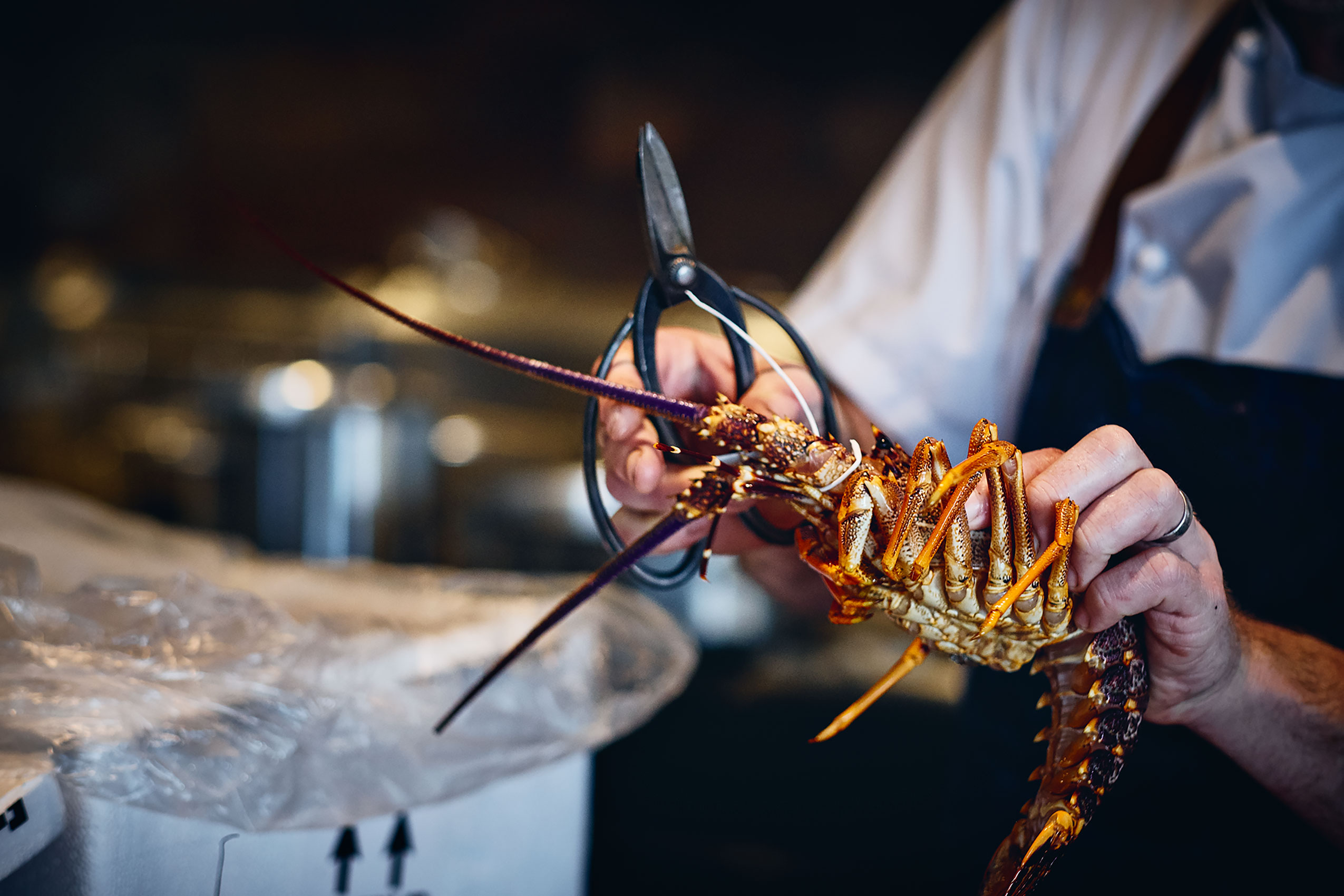 Ahi Preparing New Zealand Crayfish with Scissors • Hospitality & Culinary Food Photography