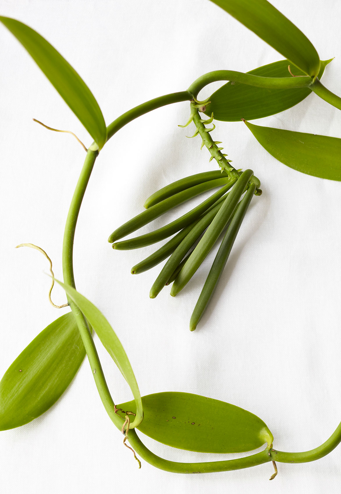 Vanilla Table • Lush Green Vanilla Beans & Vine on White Counter • Cookbook & Editorial Food Photography