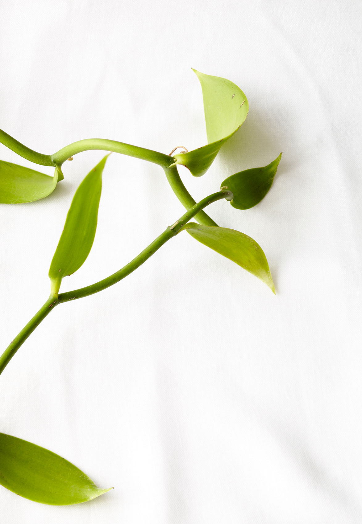 Vanilla Table • Natural Vanilla Bean Plant Leaves on Textured White Cloth • Cookbook & Editorial Food Photography