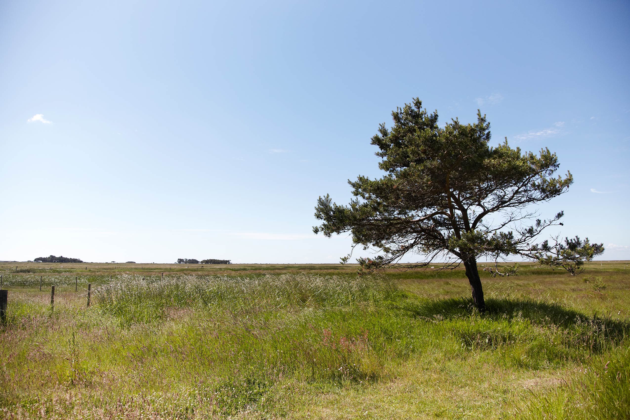 Laesoe Salt • Danish Meadow Landscape on Læsø Island • Advertising & Lifestyle Food Photography