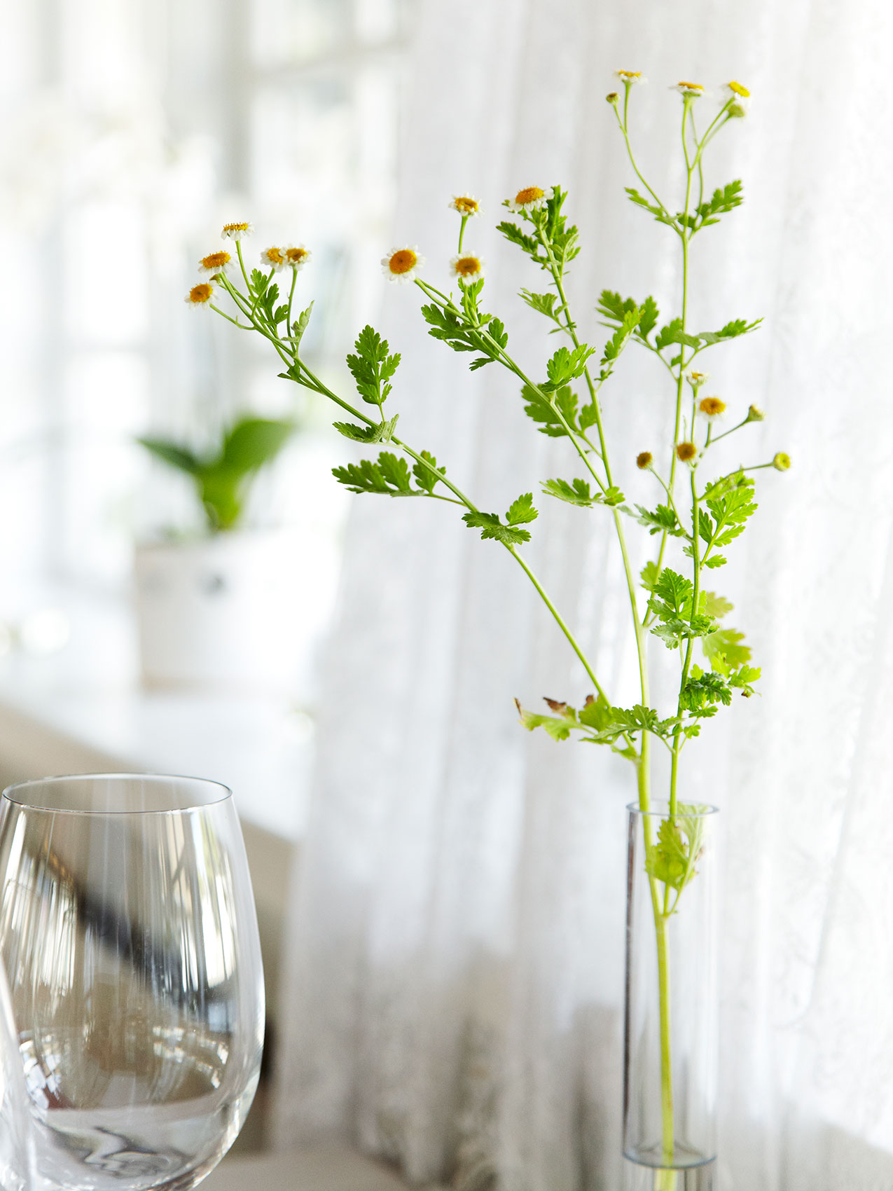 Laesoe Salt • Wild Daisies in Thin Glass Vase at Table • Advertising & Lifestyle Food Photography