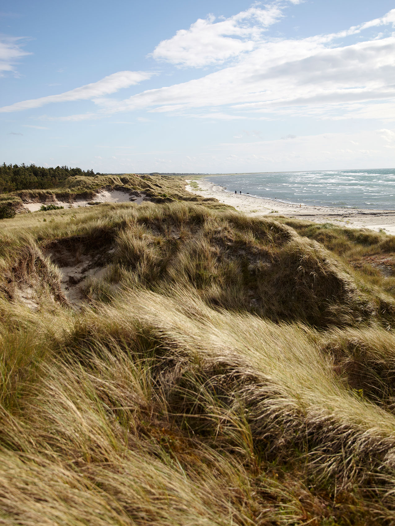 Laesoe Salt • Windswept Tussock on Danish Sand Dunes • Advertising & Lifestyle Food Photography