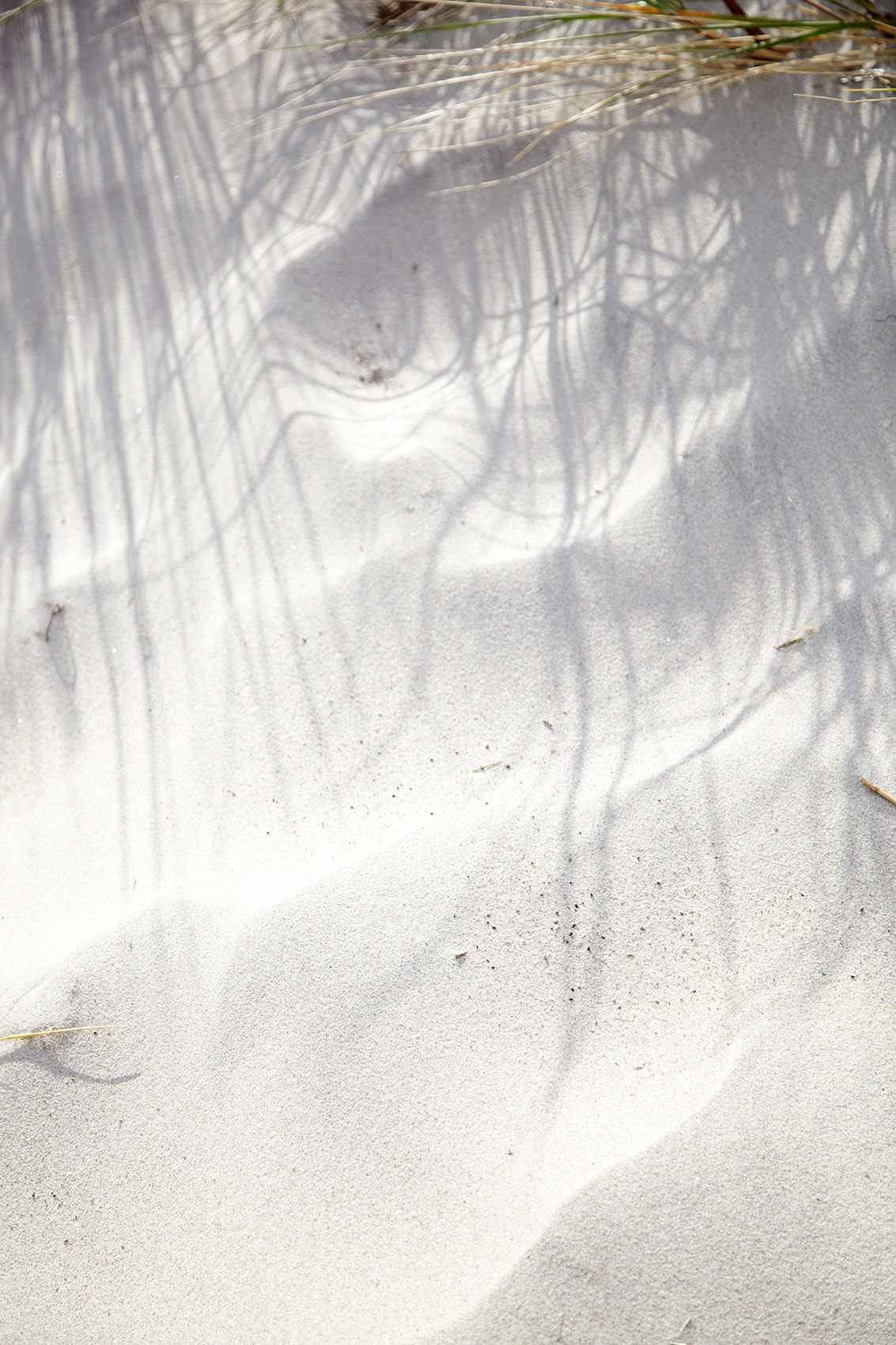 Laesoe Salt • Shadows of Tussocks on Soft Fine White Sand  • Advertising & Lifestyle Food Photography