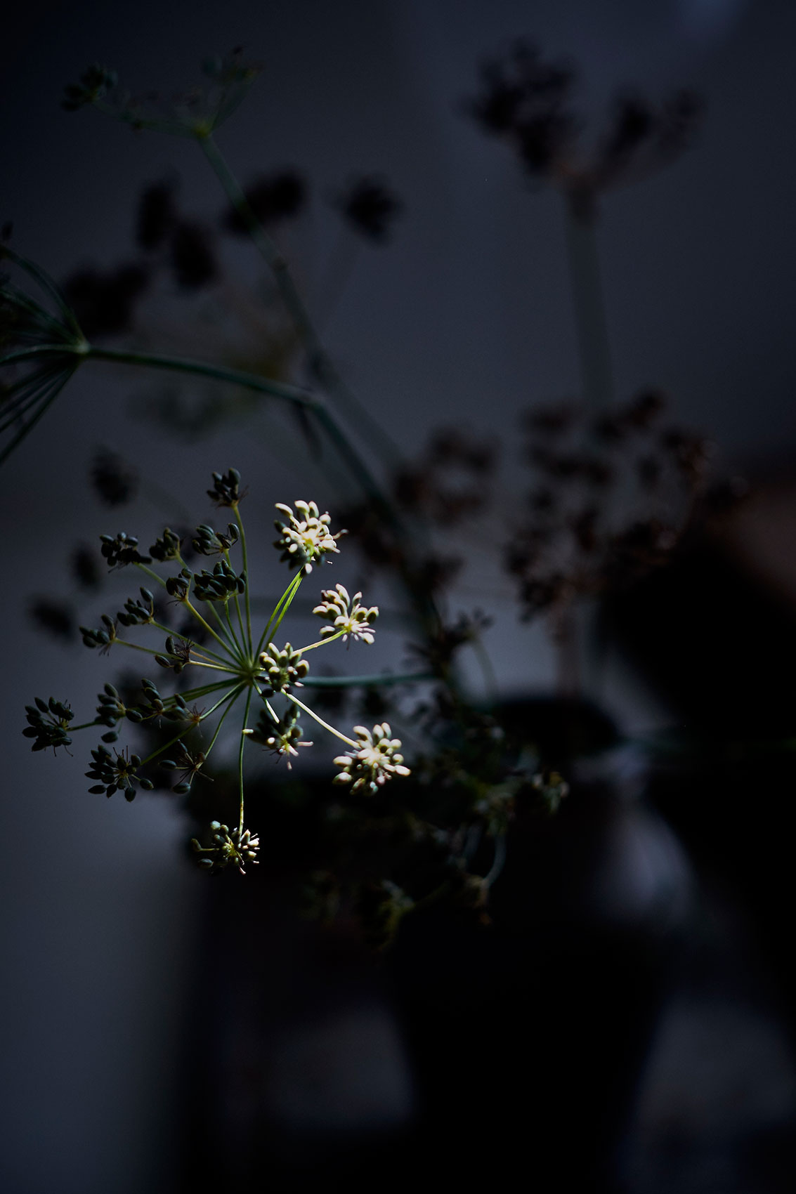 Spotlit Fennel in Dark Vase • Lifestyle & Documentary Photography