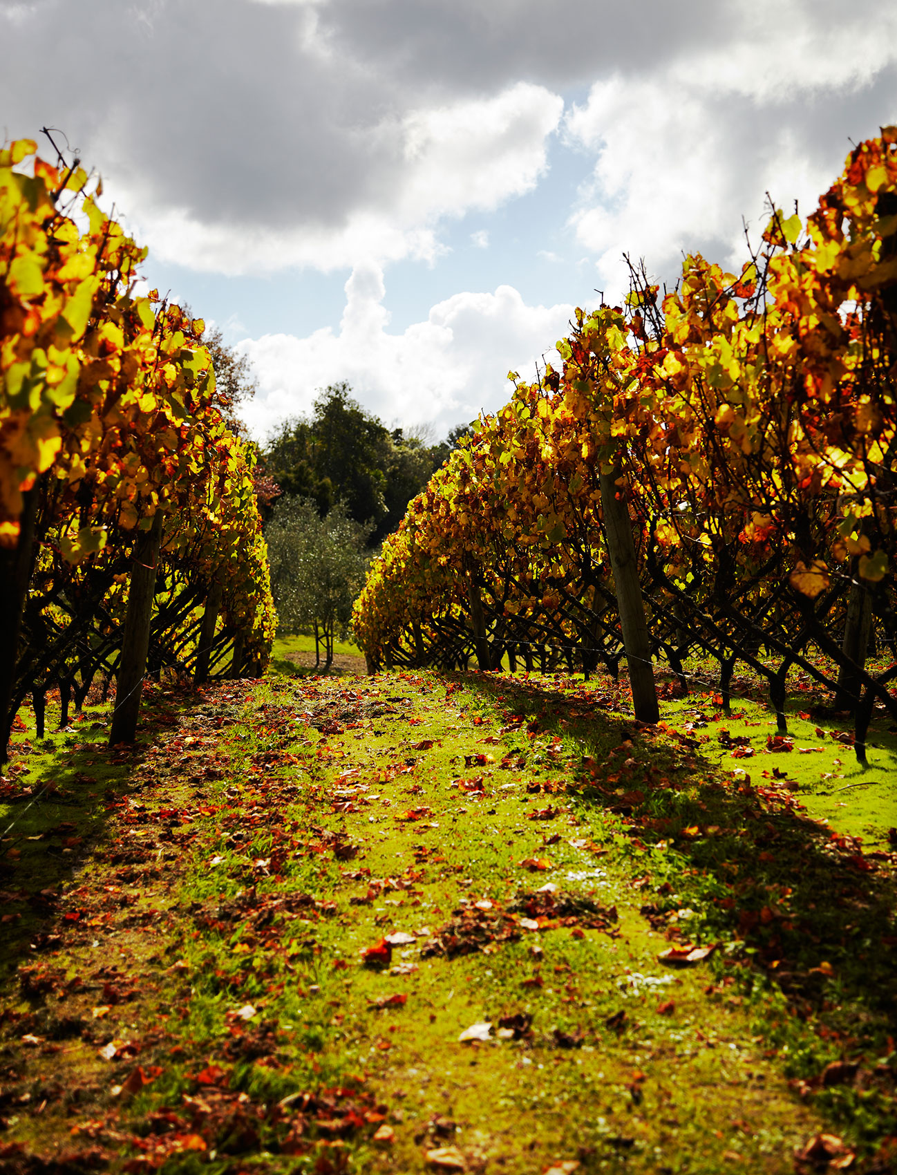 Winery Lunch in Autumn Grapevines • Lifestyle & Documentary Photography