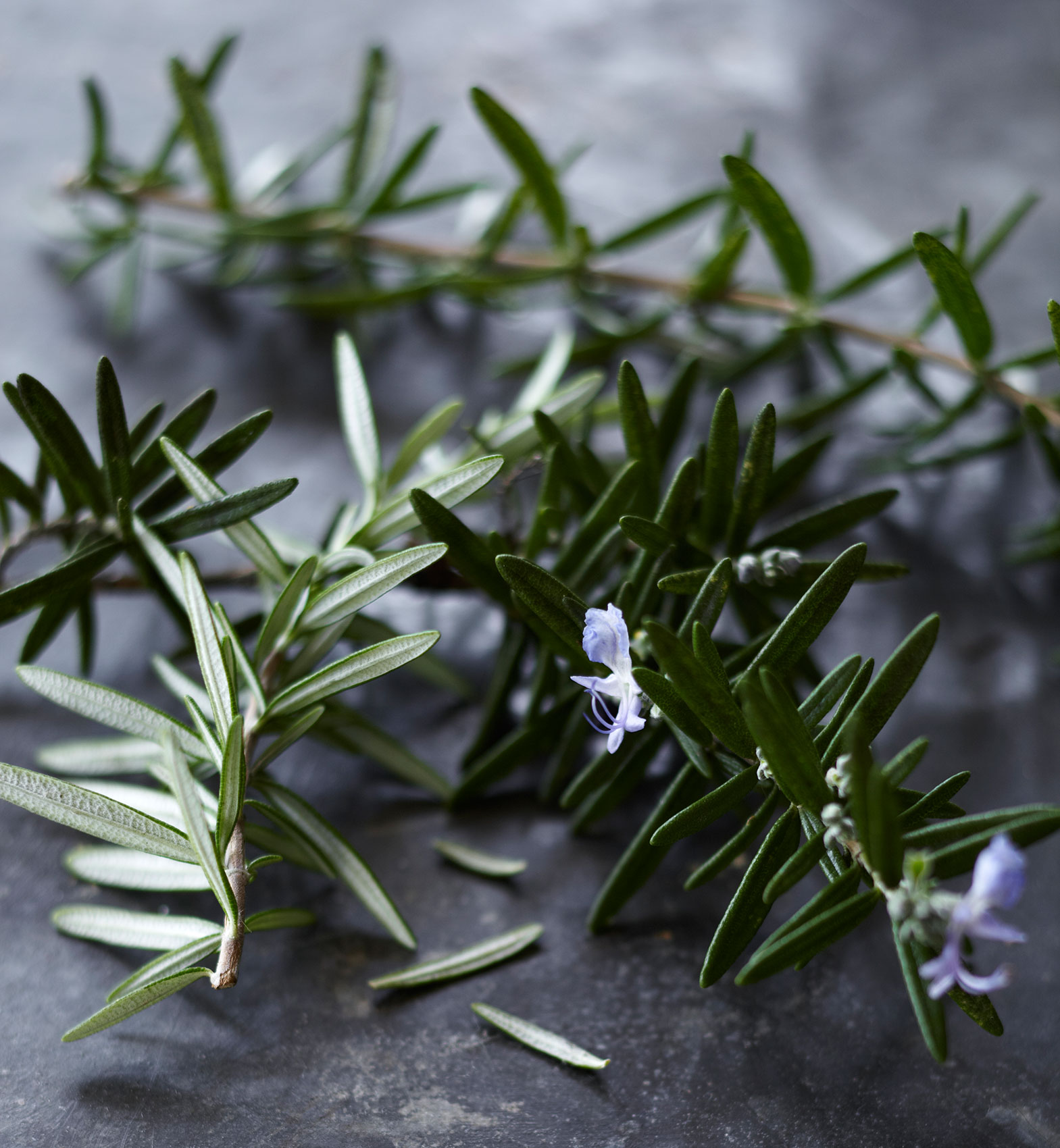 Everyday • Fresh Rosemary Sprigs with Light Purple Flowers • Hospitality & Editorial Food Photography