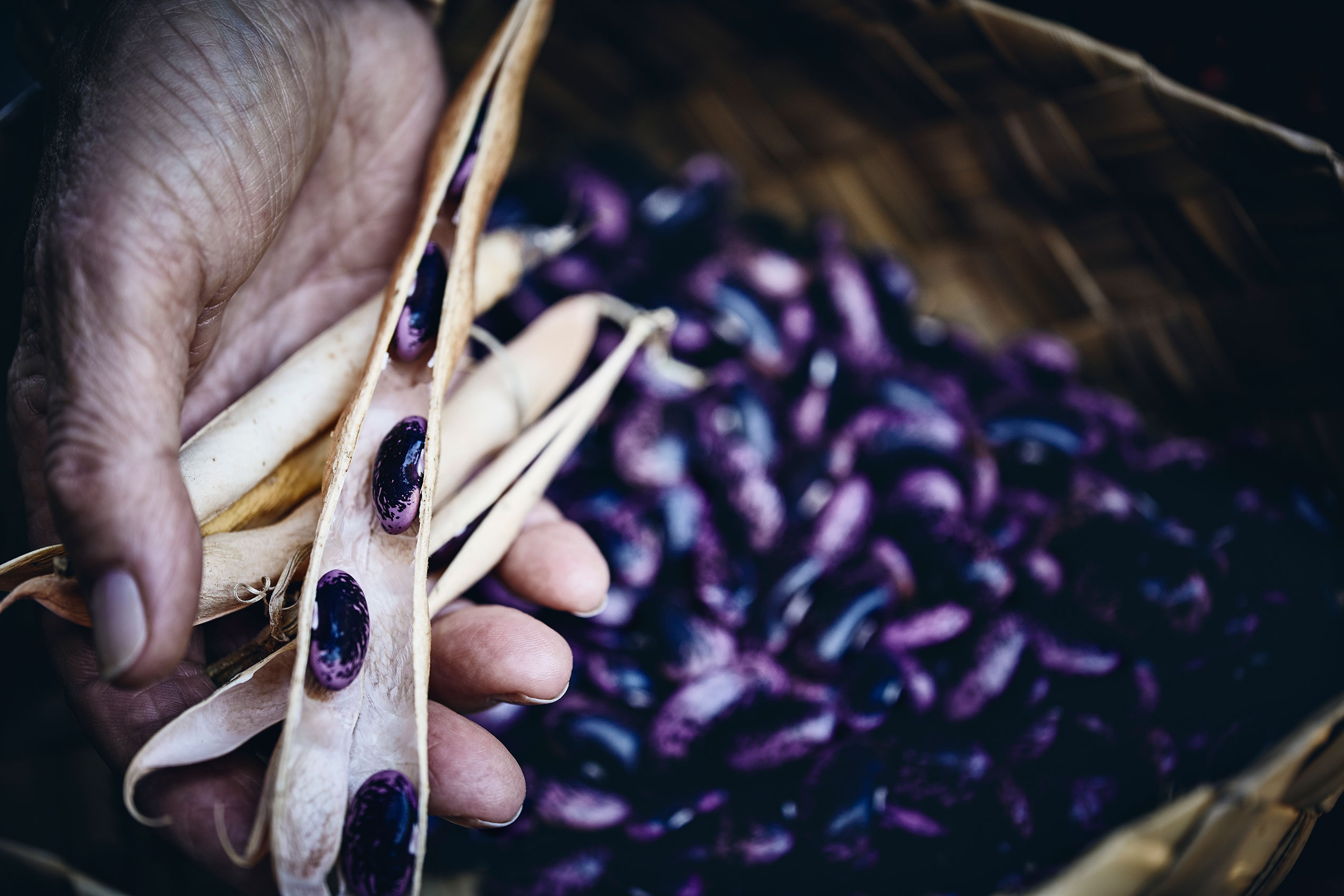 Shared Kitchen • Vibrant Purple Beans Lined in Pod • Lifestyle & Editorial Food Photography