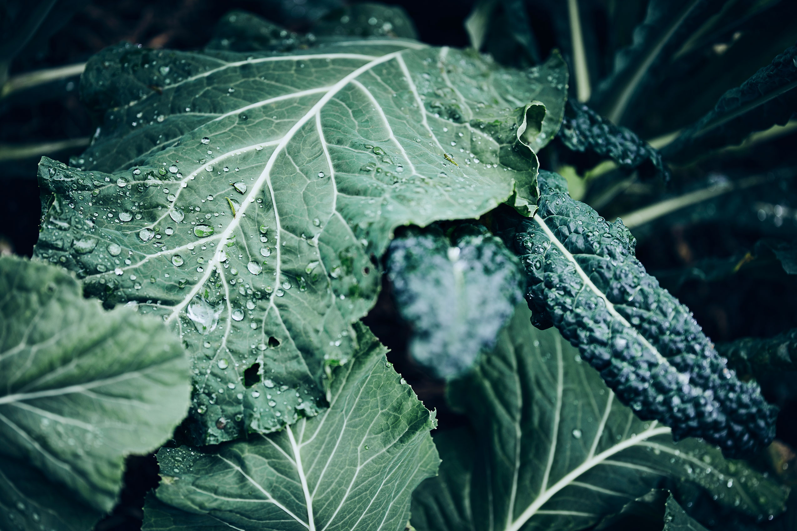 Shared Kitchen • Water Droplets on Deep Green Cavolo Nero Leaves • Lifestyle & Editorial Food Photography