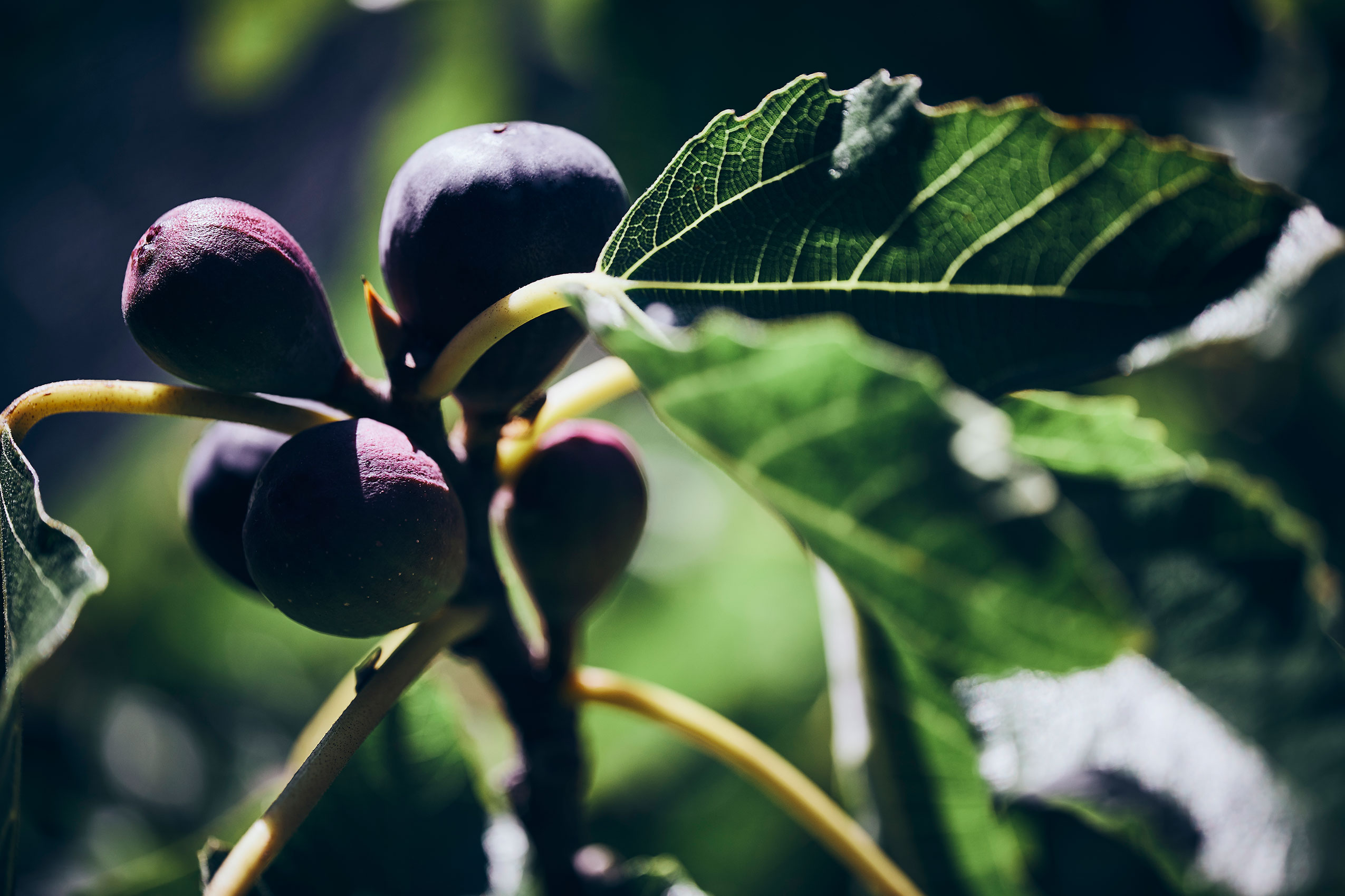 Shared Kitchen • Soft Sunlight on Luscious Purple Figs on Tree • Lifestyle & Editorial Food Photography