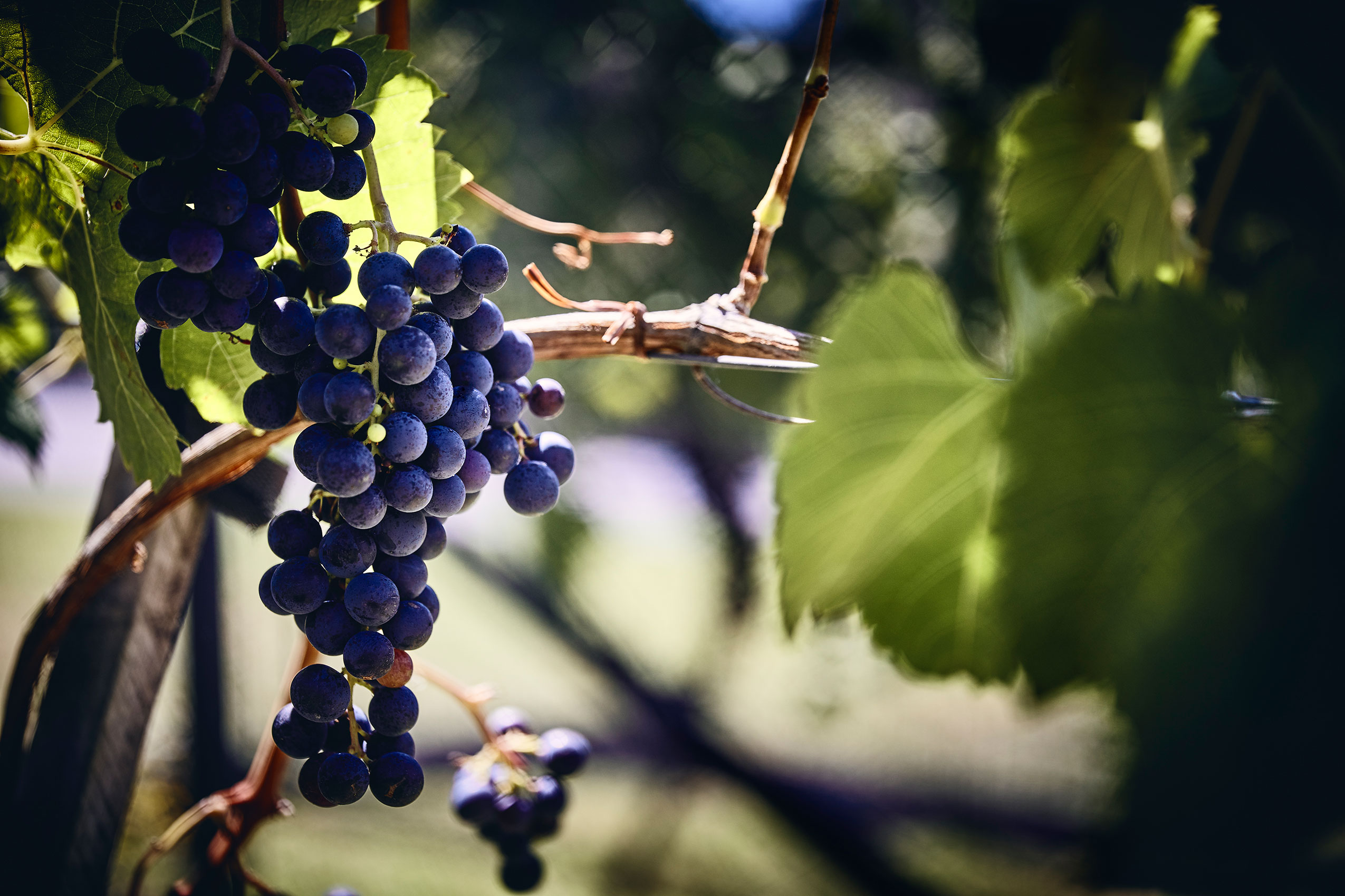 Shared Kitchen • Rich Indigo Grapes Hanging from Vine in Soft Sunlight • Lifestyle & Editorial Food Photography