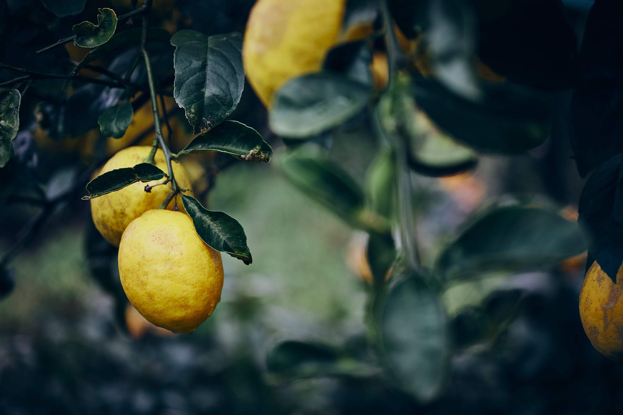 Shared Kitchen • Rich Yellow New Zealand Lemons Hanging from Tree • Lifestyle & Editorial Food Photography