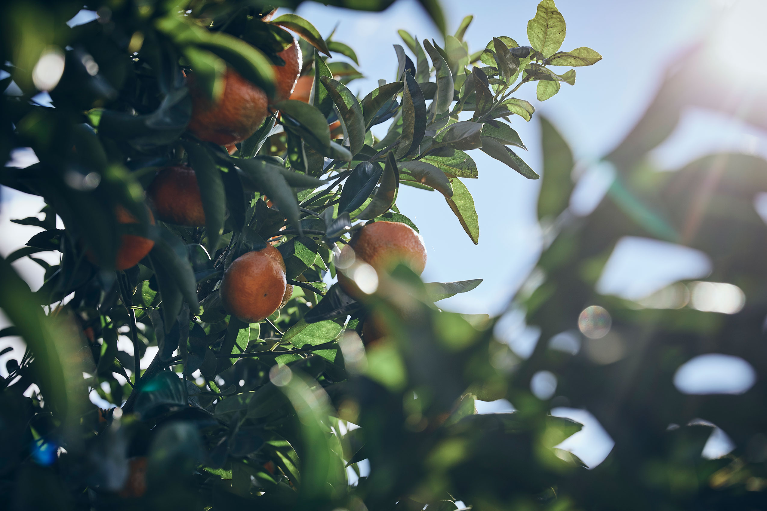 Shared Kitchen • Vibrant Mandarin Oranges Growing on Tree Against Blue Sky • Lifestyle & Editorial Food Photography