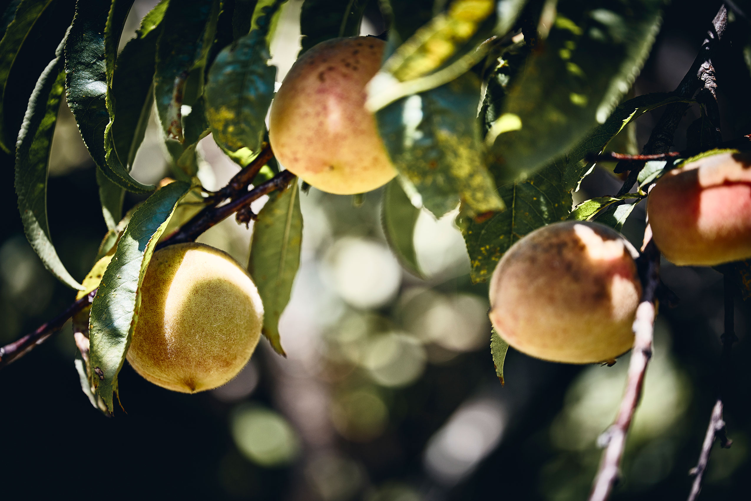 Shared Kitchen • Natural Yellow Peaches Hanging from Tree • Lifestyle & Editorial Food Photography