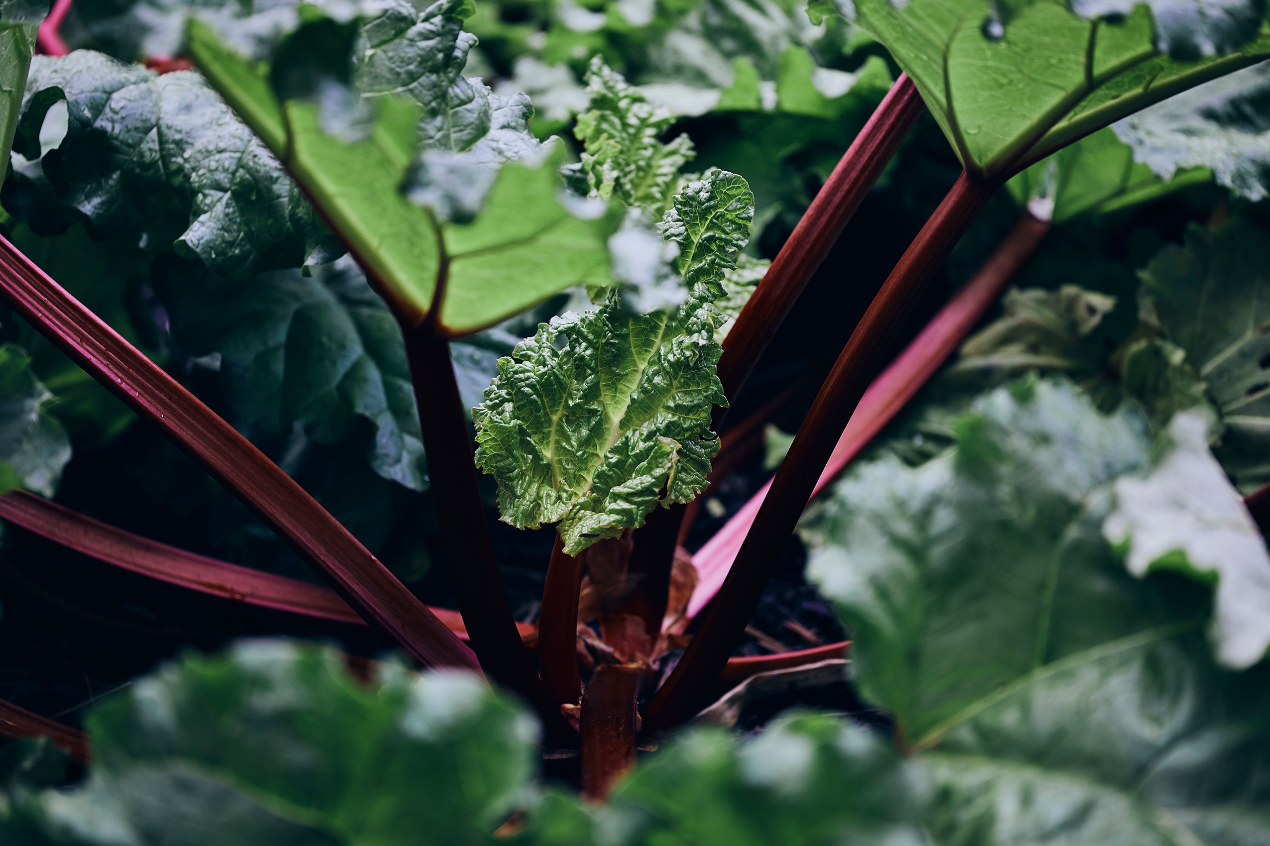 Shared Kitchen • Deep Red Rhubarb Stems & Contrasting Green Foliage • Lifestyle & Editorial Food Photography
