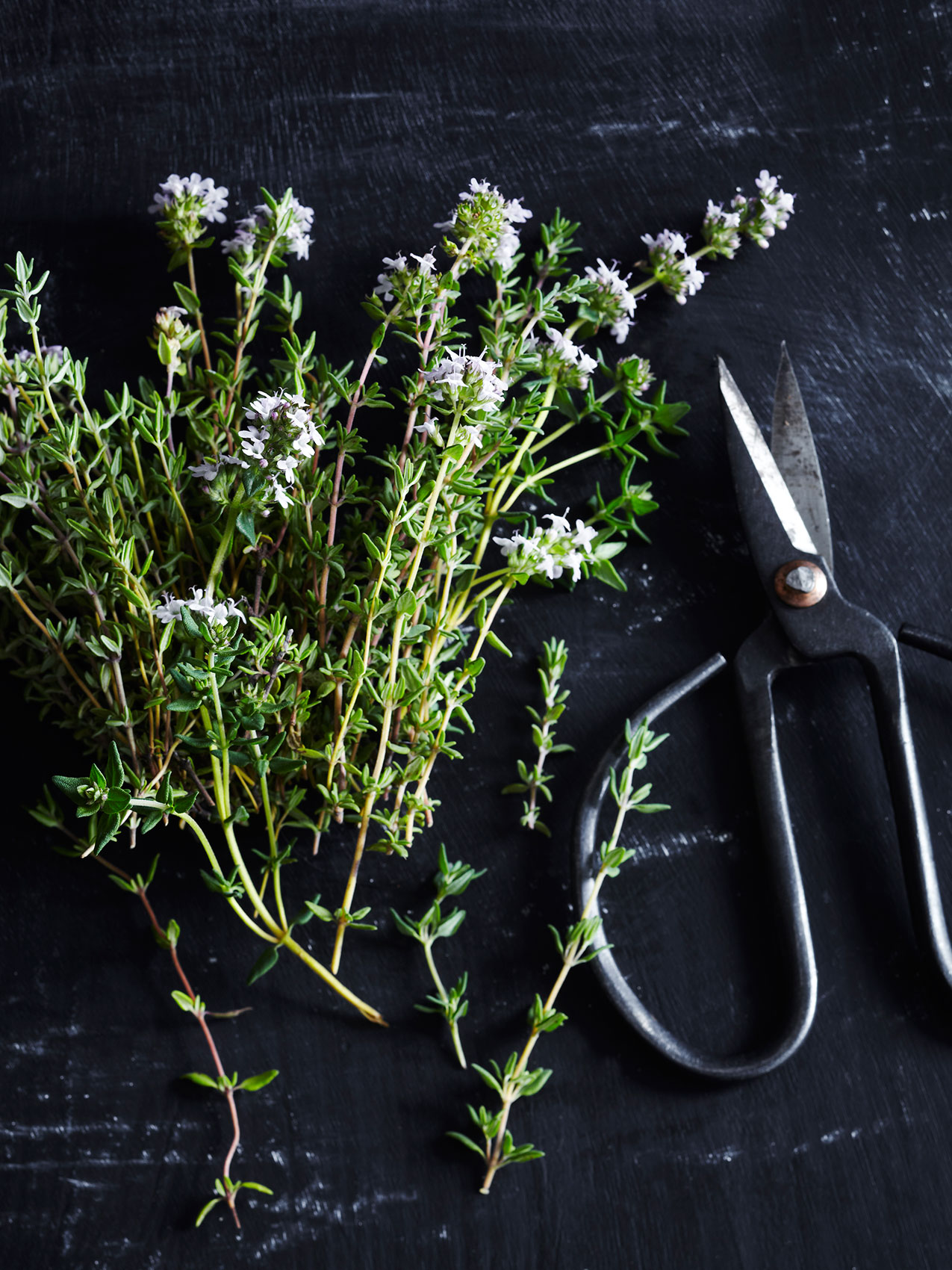 Freshly Cut Thyme with Garden Scissors • Advertising & Editorial Food Photography