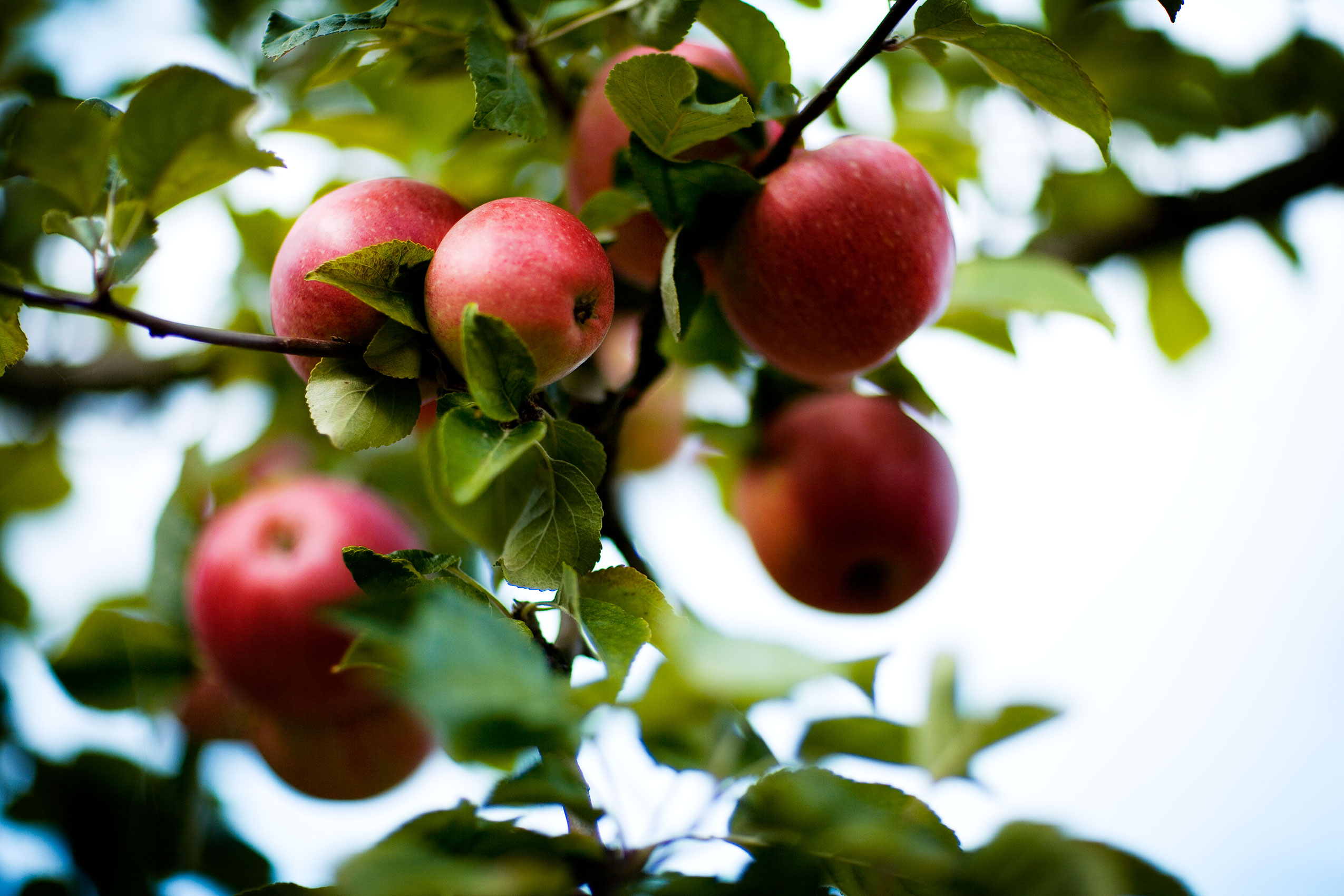 Skaane Red Apples & Crisp Green Leaves • Lifestyle & Documentary Photography