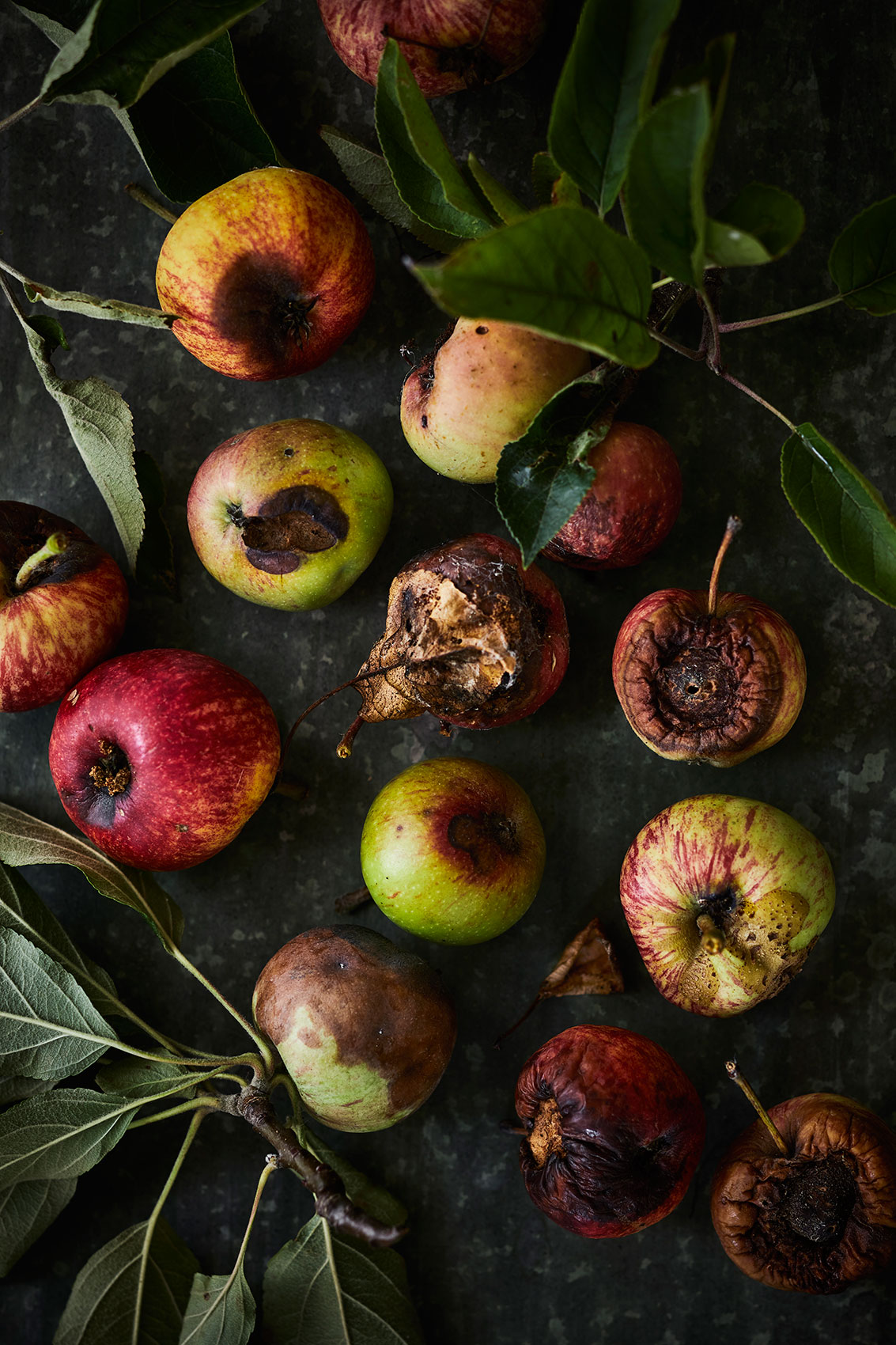 Beautiful Decay • Rotten Apples with Holes & Bruises • Fine Art & Advertising Food Photography
