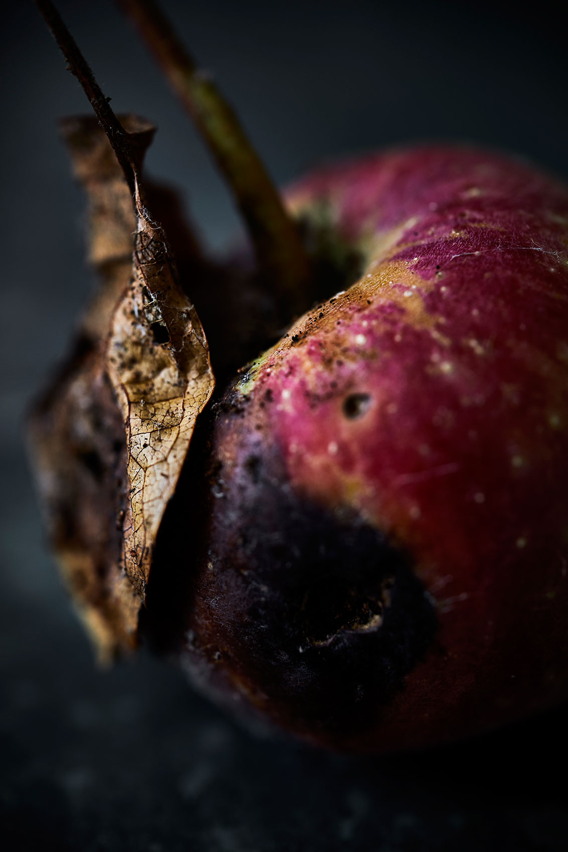 Beautiful Decay • Rotting Damaged Apple & Stalk • Fine Art & Advertising Food Photography