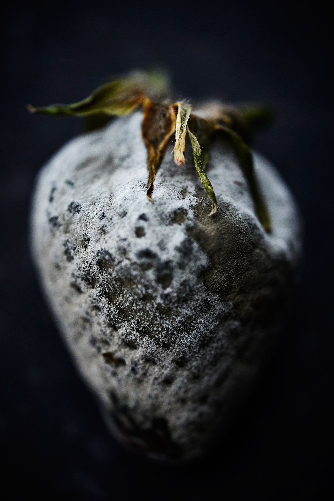 Beautiful Decay • White Mould Spores on Strawberry • Fine Art & Advertising Food Photography