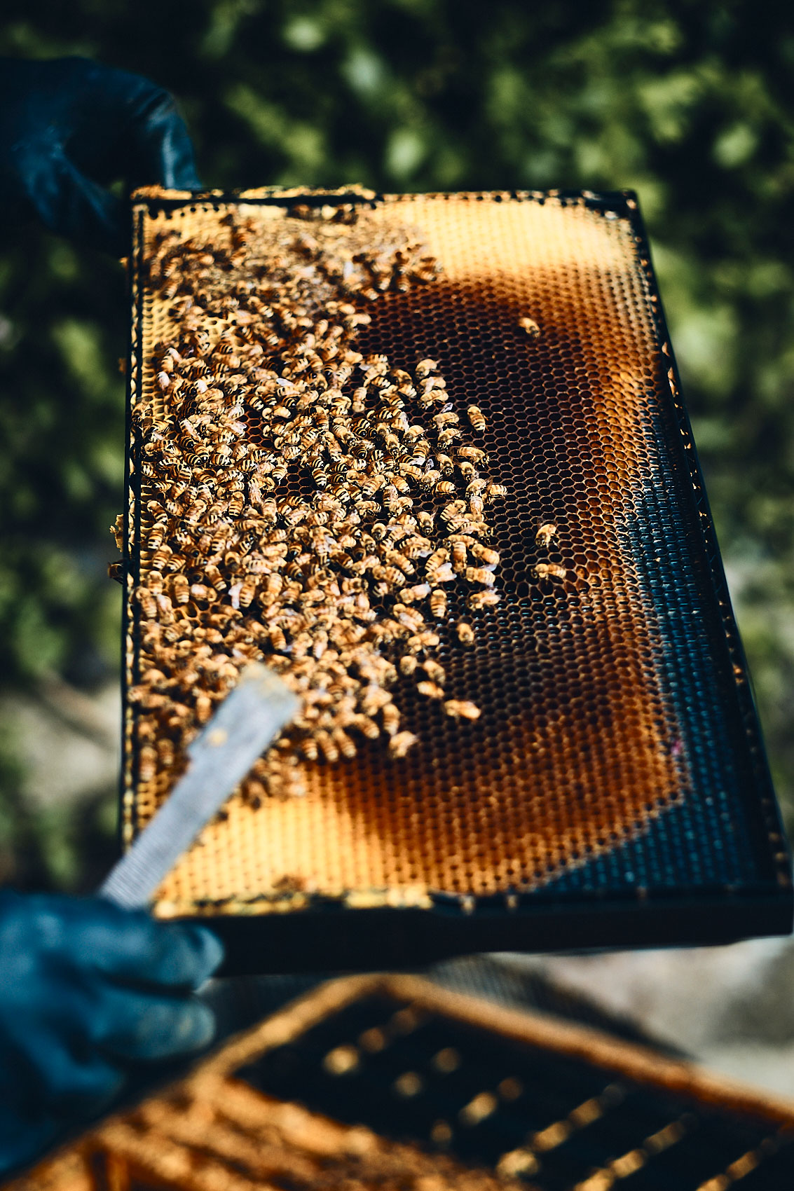 Our Beehive • Fresh Honeycomb from Home Garden Beehive • Lifestyle & Documentary Food Photography