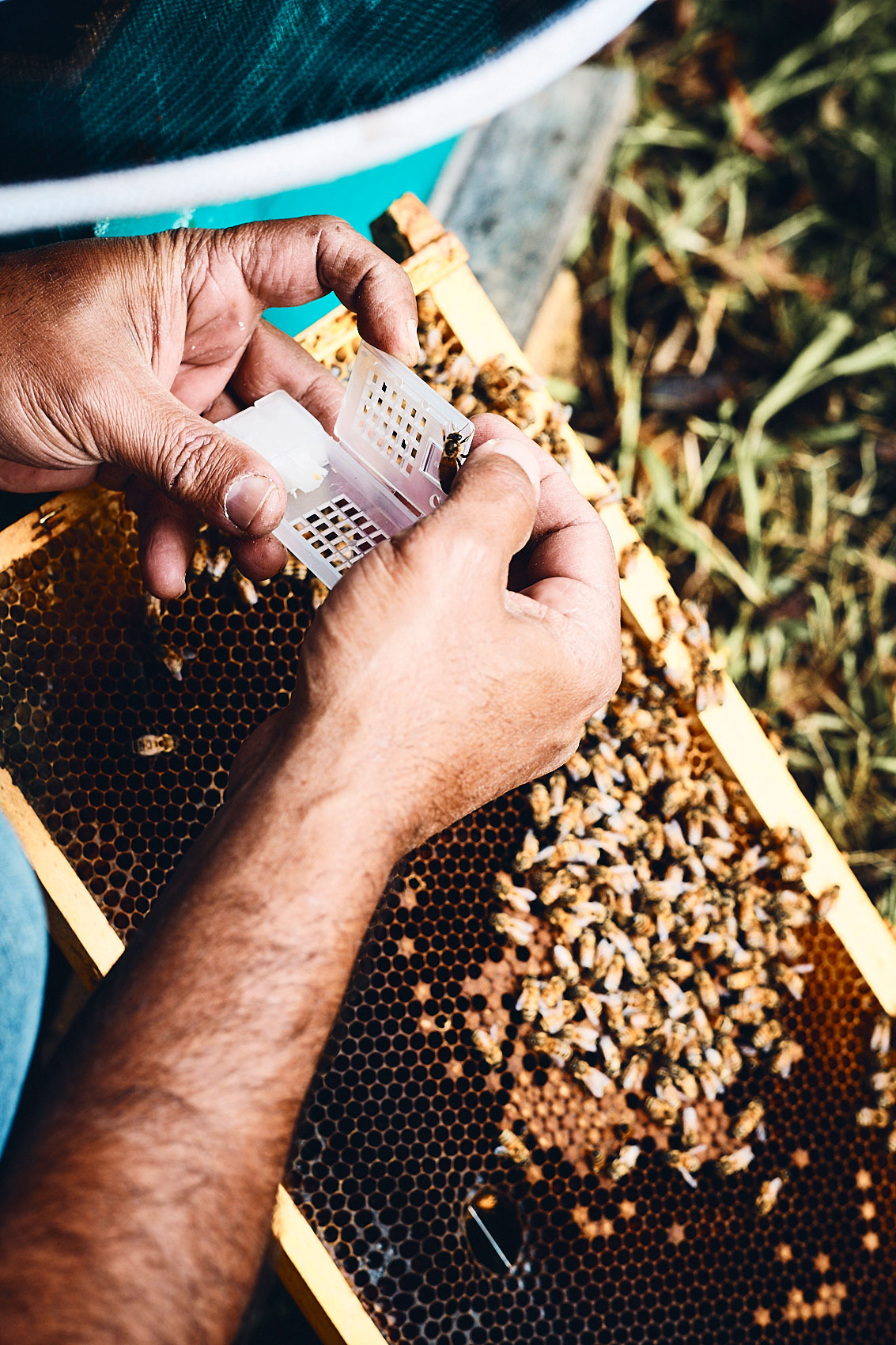 Our Beehive • Keeping New Zealand Honeybees in Box • Lifestyle & Documentary Food Photography
