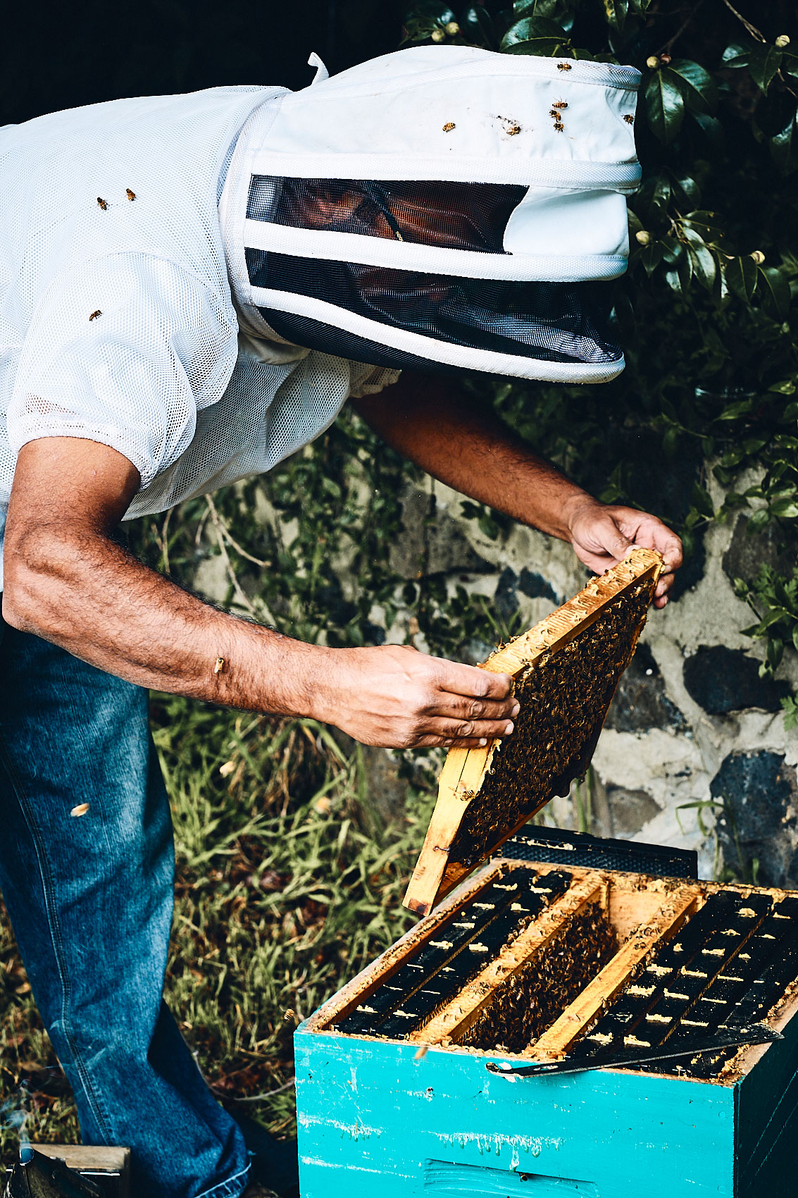 Our Beehive • Removing Layer of Honeybee Box • Lifestyle & Documentary Food Photography