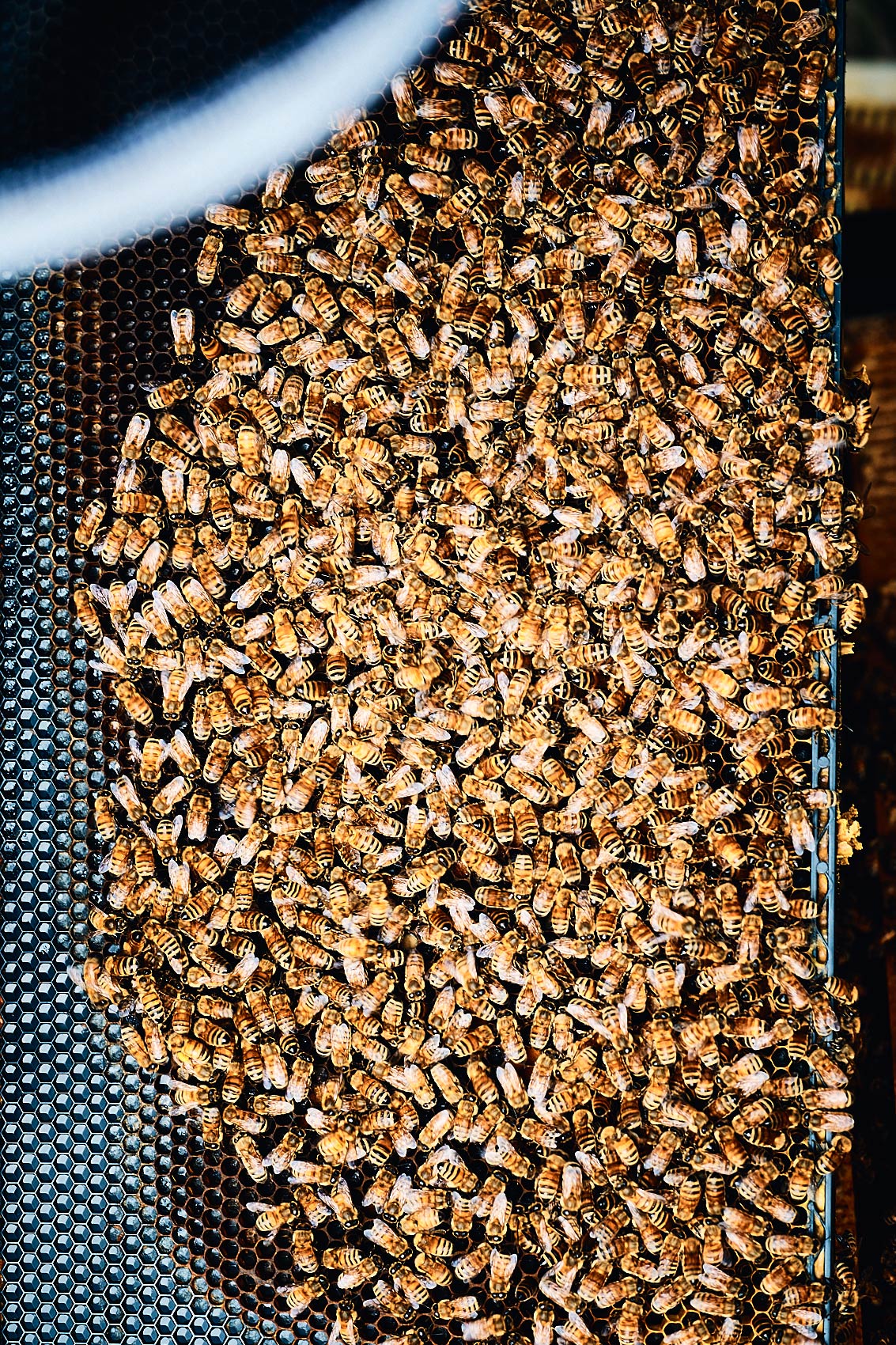 Our Beehive • New Zealand Honeybees Gathering in Hive • Lifestyle & Documentary Food Photography