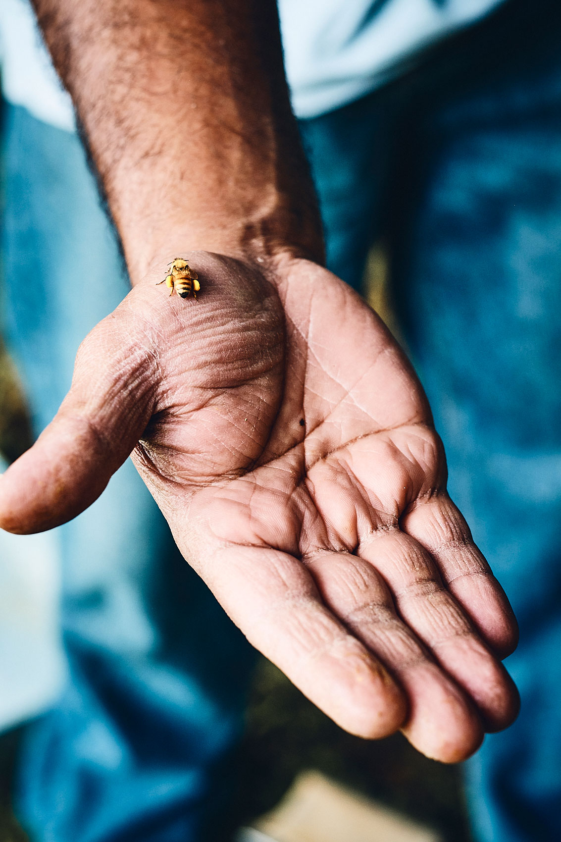 Our Beehive • New Zealand Honeybee on Palm of Hand • Lifestyle & Documentary Food Photography
