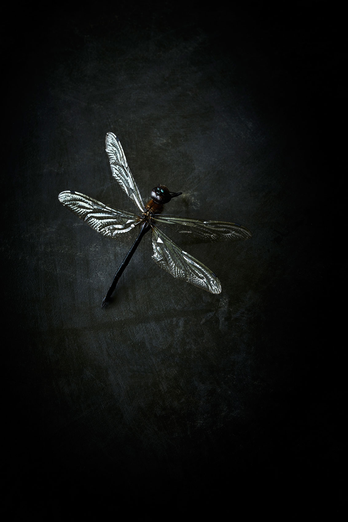 The Bug Project • Thin Dark Dragonfly with Glistening Wings • Advertising & Fine Art