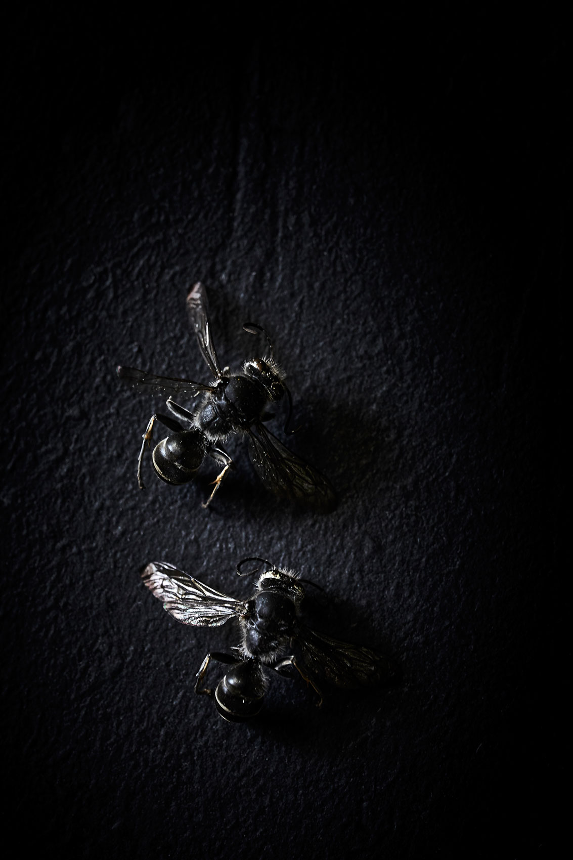 The Bug Project • Winged Ants on Dark Textured Bench • Advertising & Fine Art
