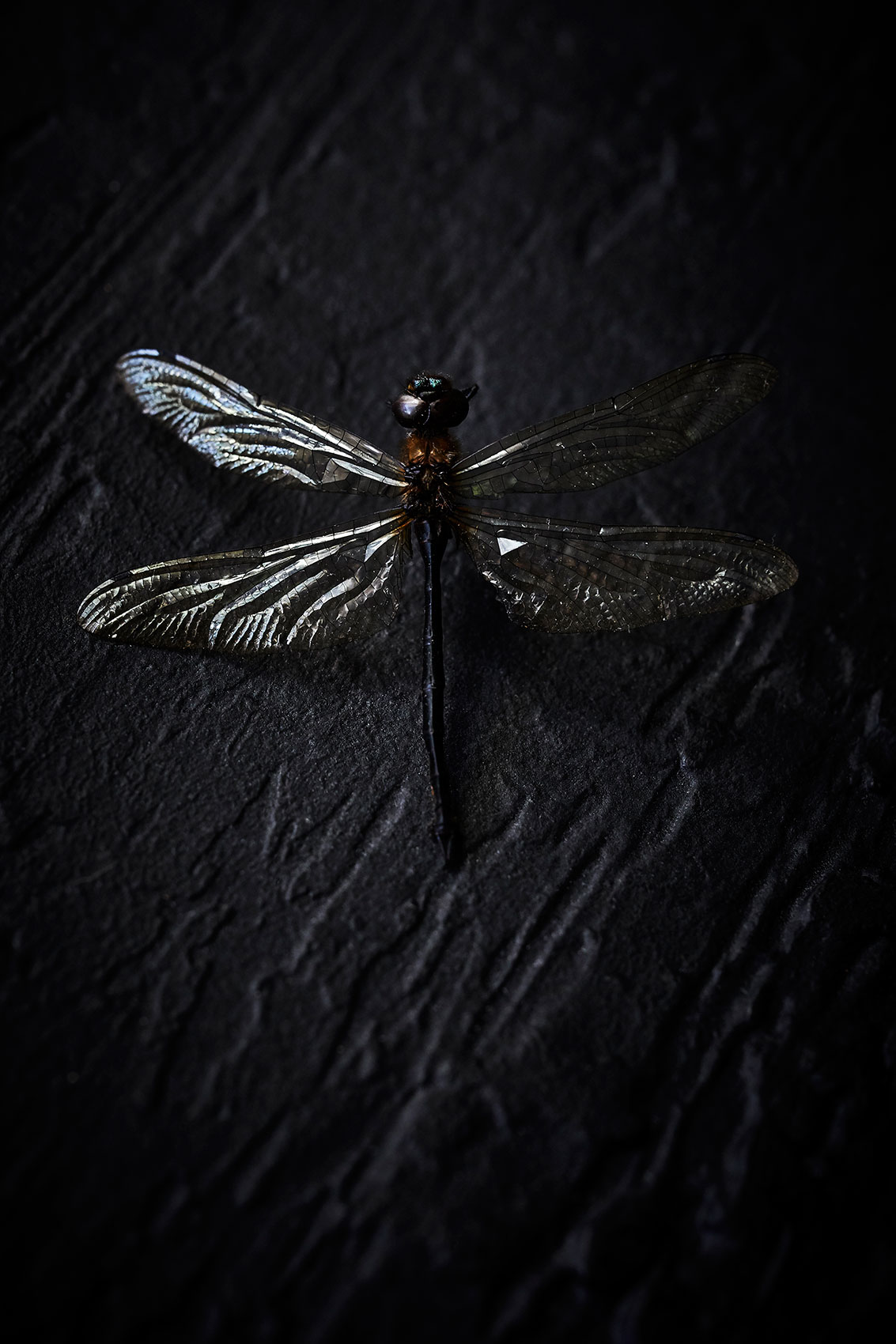 The Bug Project • Black Dragonfly with Intricate Wing Pattern • Advertising & Fine Art