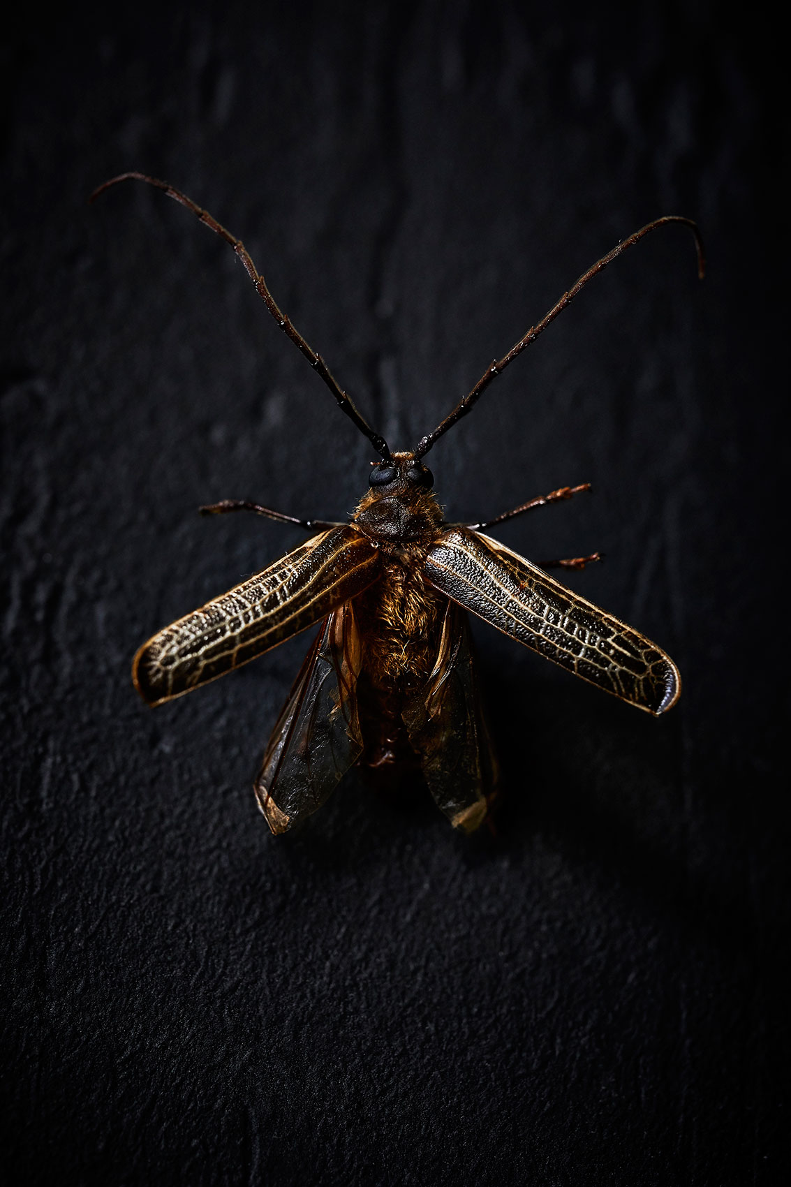 New Zealand Huhu Beetle • The Bug Project • Personal Work &  Food Photography
