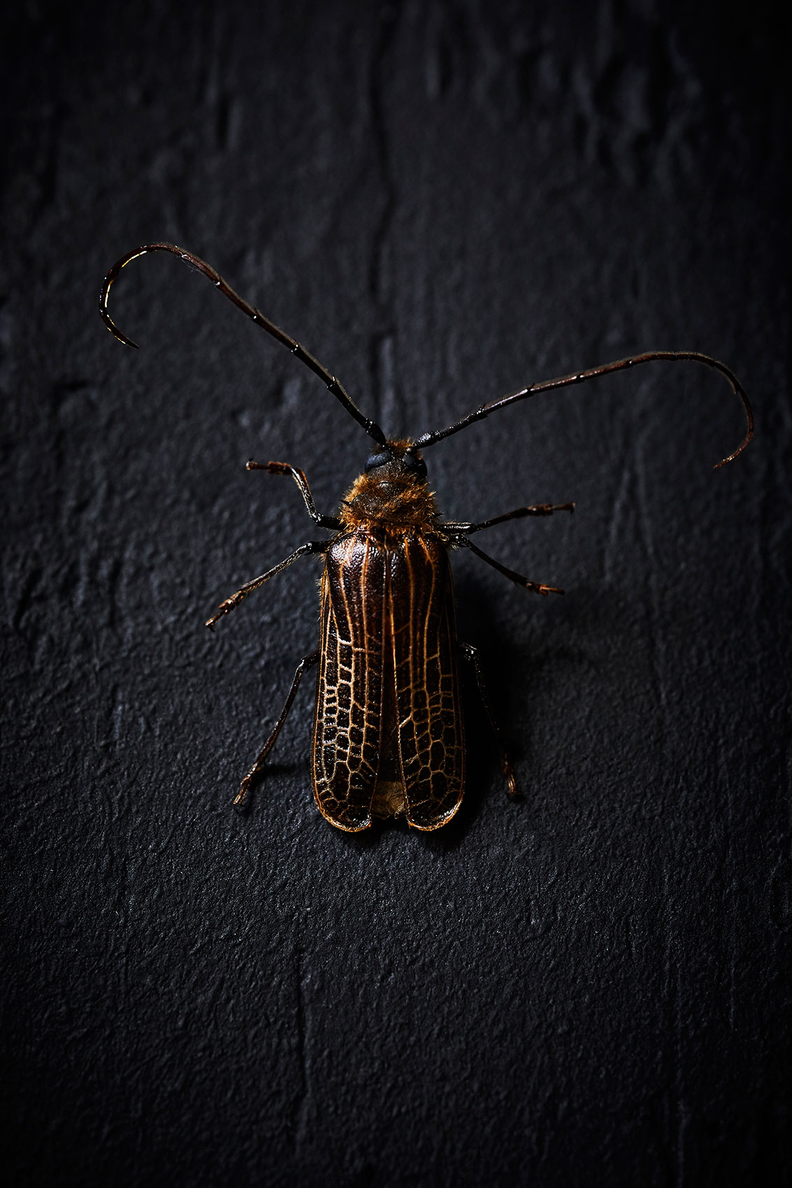 The Bug Project • New Zealand Huhu Beetle with Cellular Wing Pattern • Advertising & Fine Art