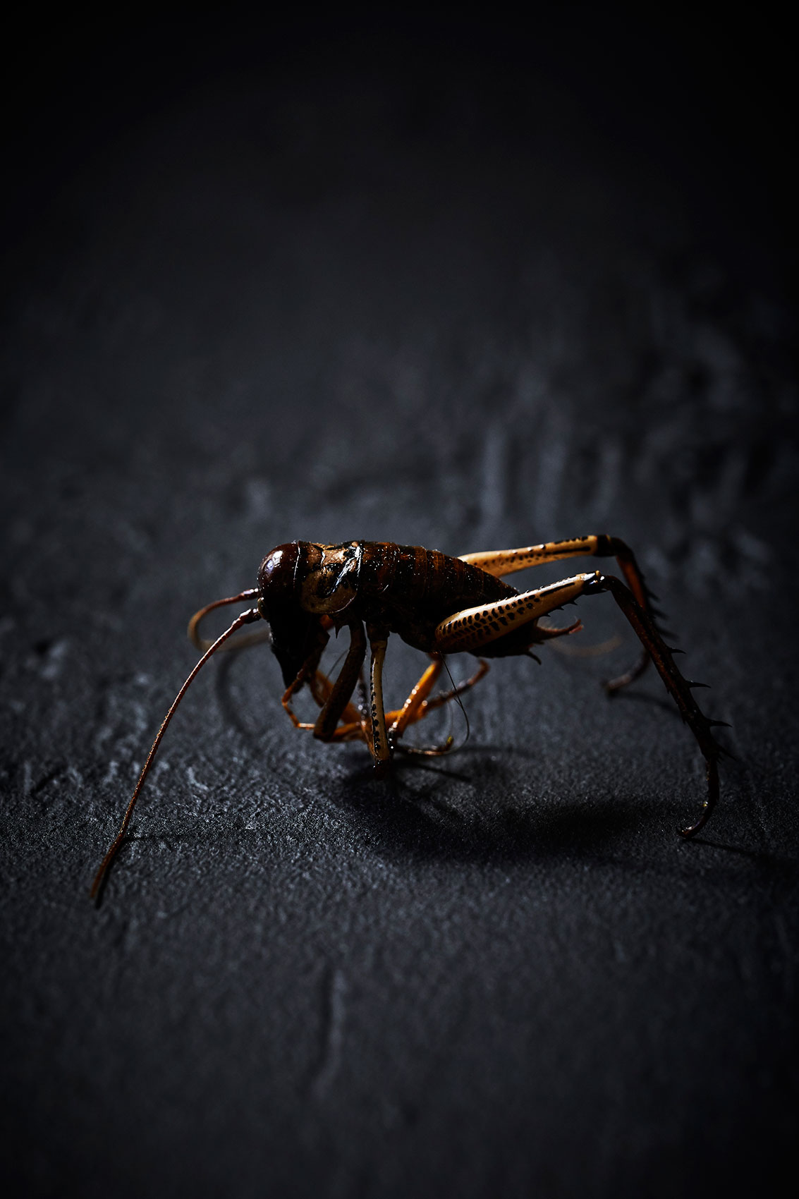 The Bug Project • New Zealand Native Weta on Long Spiked Legs • Advertising & Fine Art