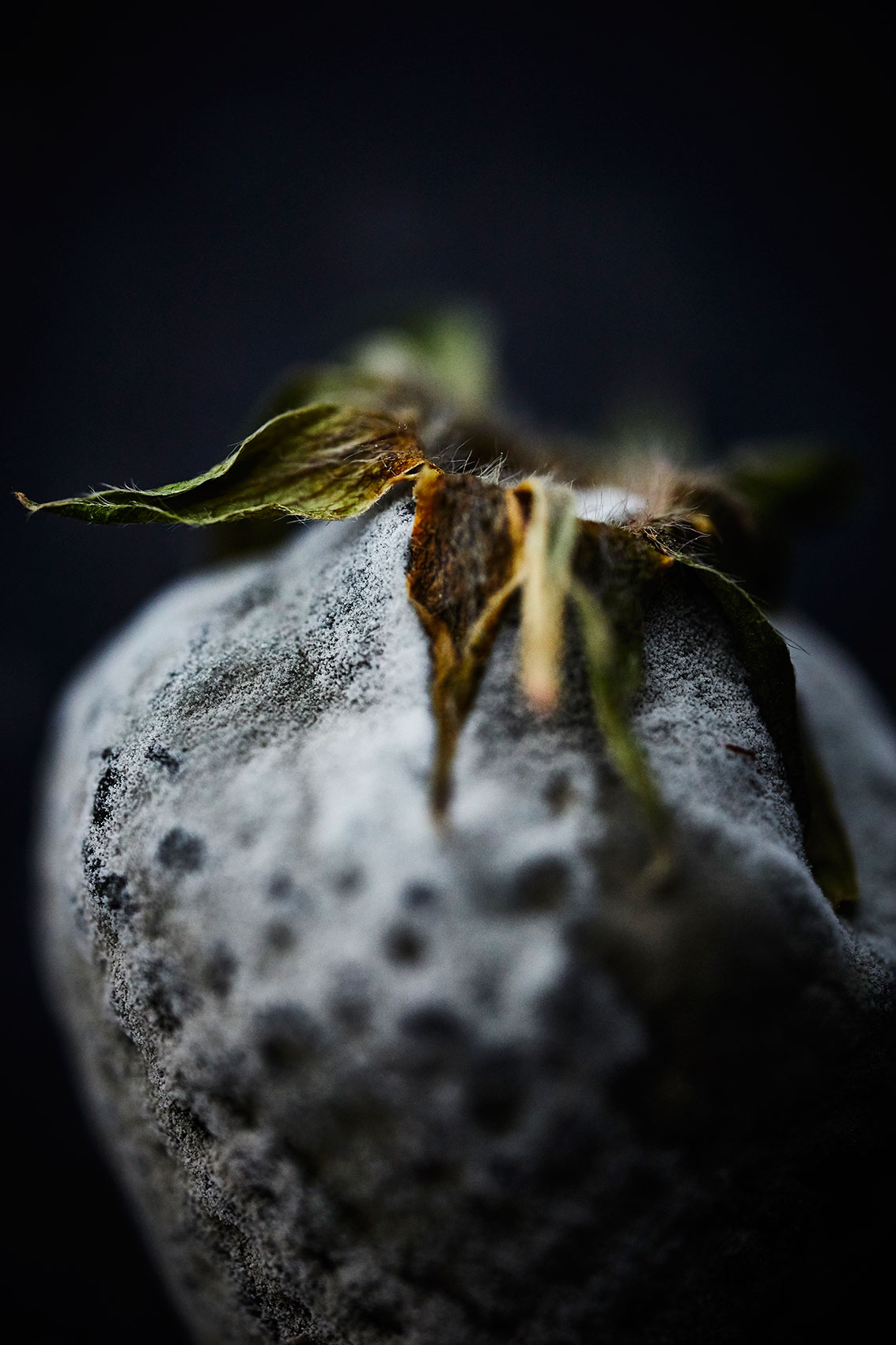 Mouldy Fuzzy Strawberry • Beautiful Decay •  Fine Art & Personal Project Food Photography