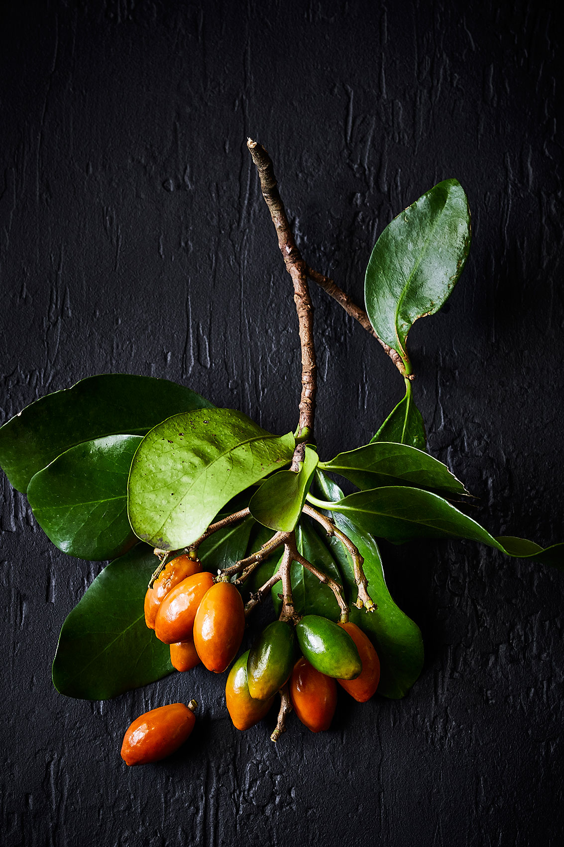 Hiakai • Bright Orange Karaka Berries on Branch • Lifestyle & Hospitality Food Photography