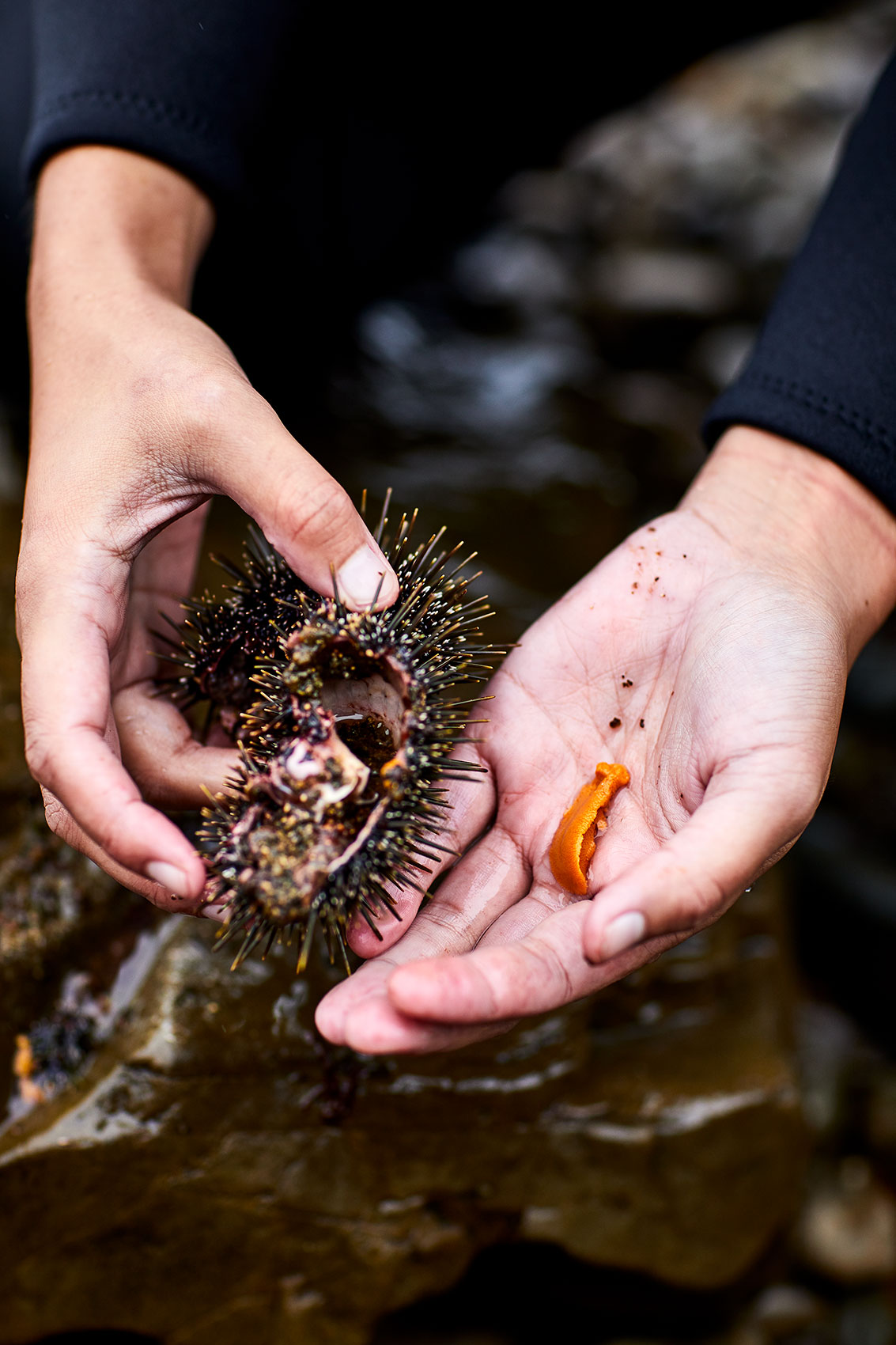 Hiakai • Fresh Bright Orange New Zealand Kina Sea Urchin • Lifestyle & Hospitality Food Photography