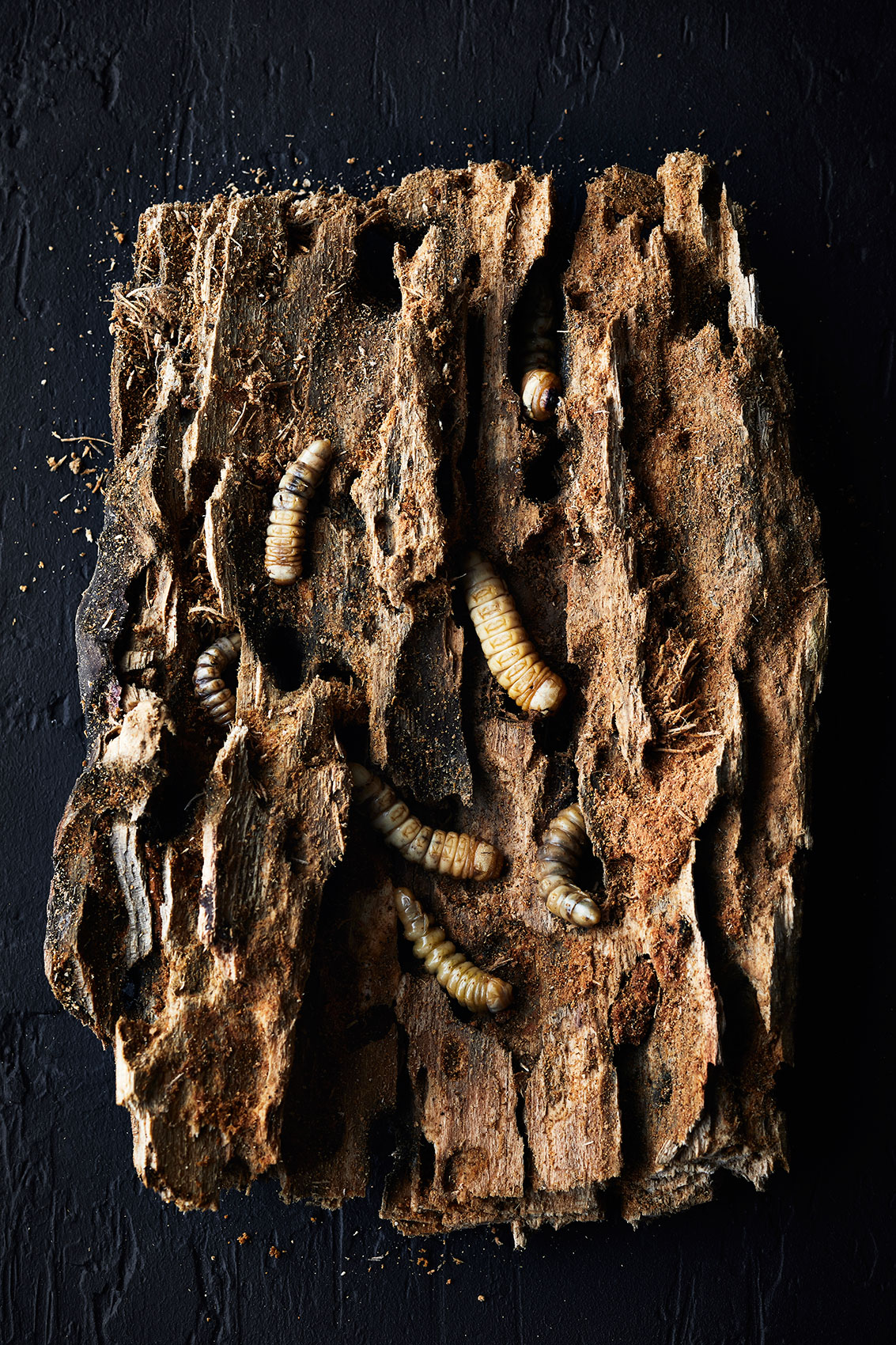 NZ Native Huhu Grubs on Decayed Log • Hiakai • Lifestyle  & Food Photography