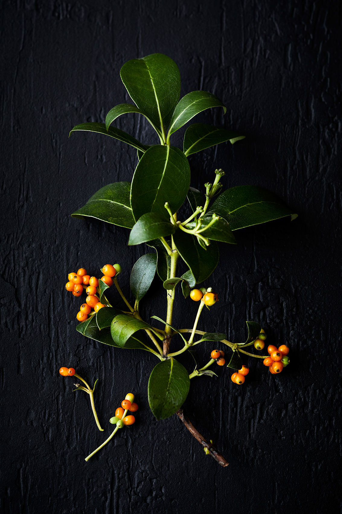 New Zealand Orange Karamu Berries • Hiakai • Monique Fiso • Lifestyle  & Food Photography