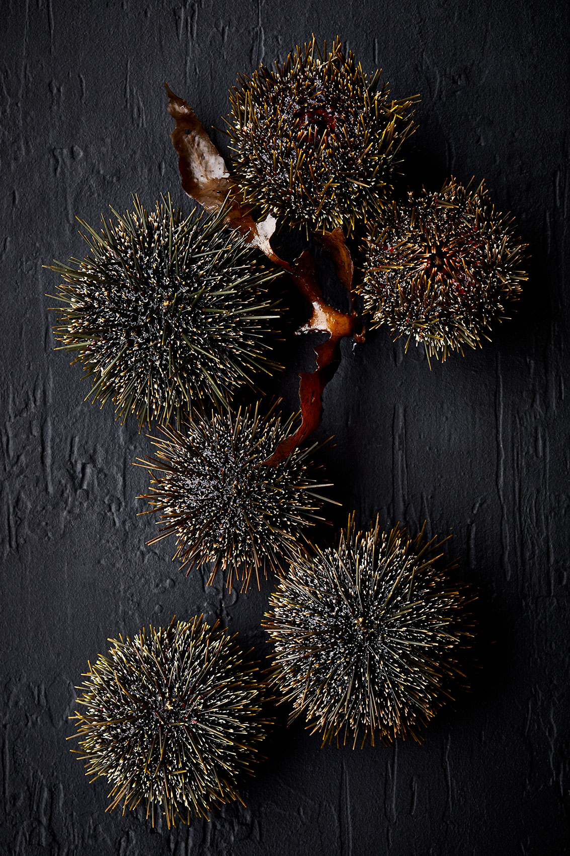 Hiakai • New Zealand Kina Sea Urchins for Modern Maori Cuisine • Lifestyle & Hospitality Food Photography