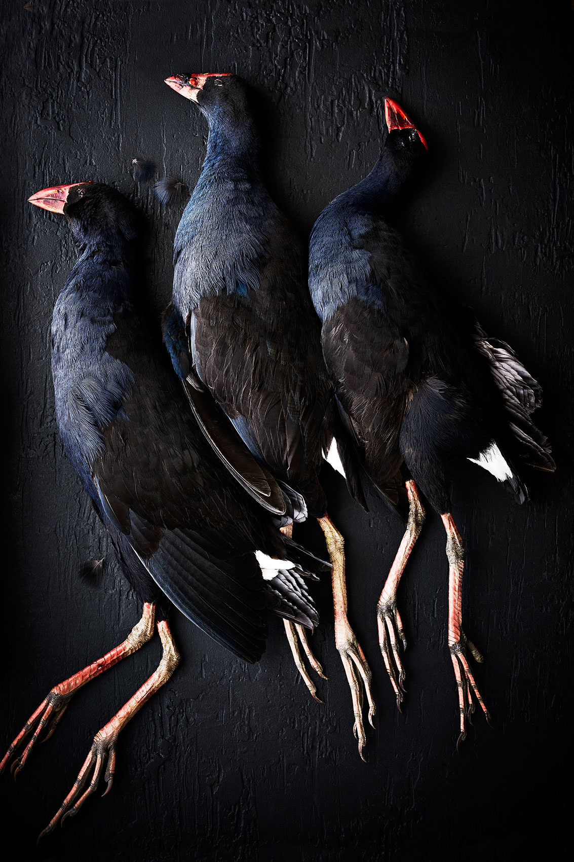 New Zealand Native Pukeko Birds • Hiakai • Monique Fiso • Lifestyle  & Food Photography