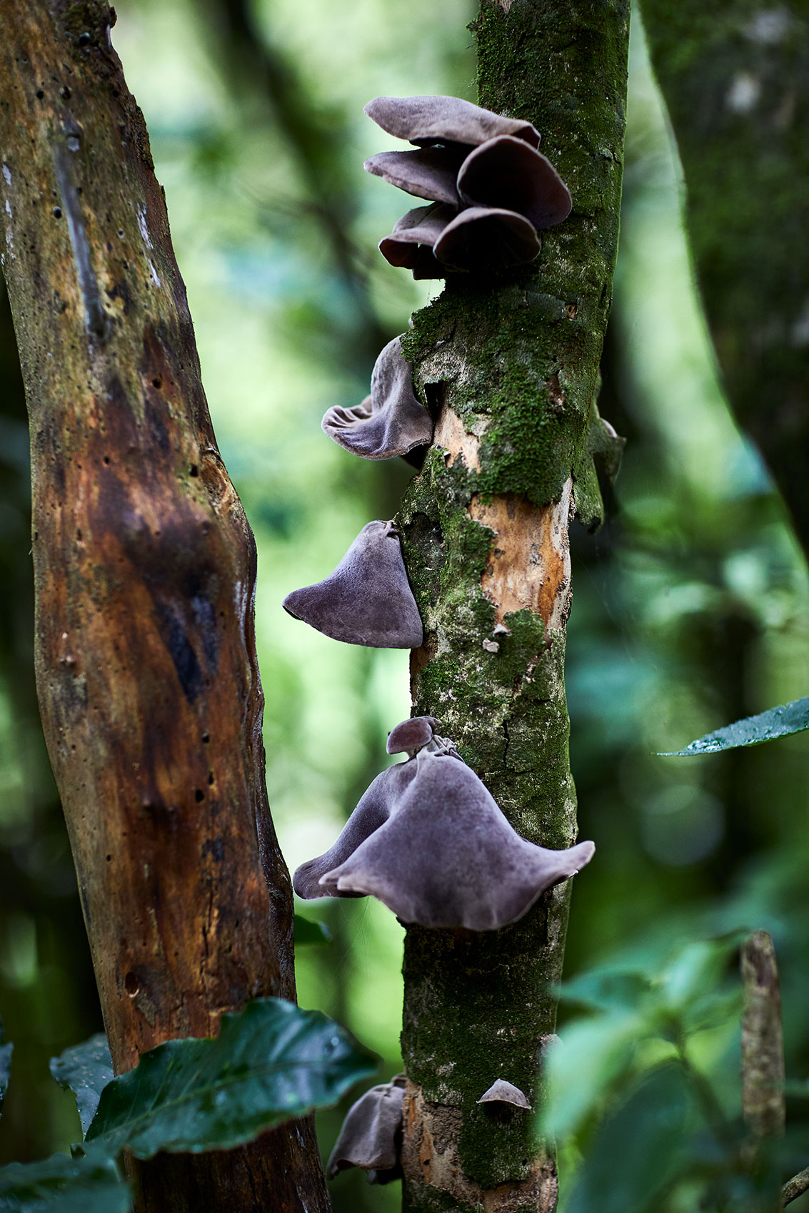 Hiakai • Foraging for Wild New Zealand Mushrooms • Lifestyle & Hospitality Food Photography