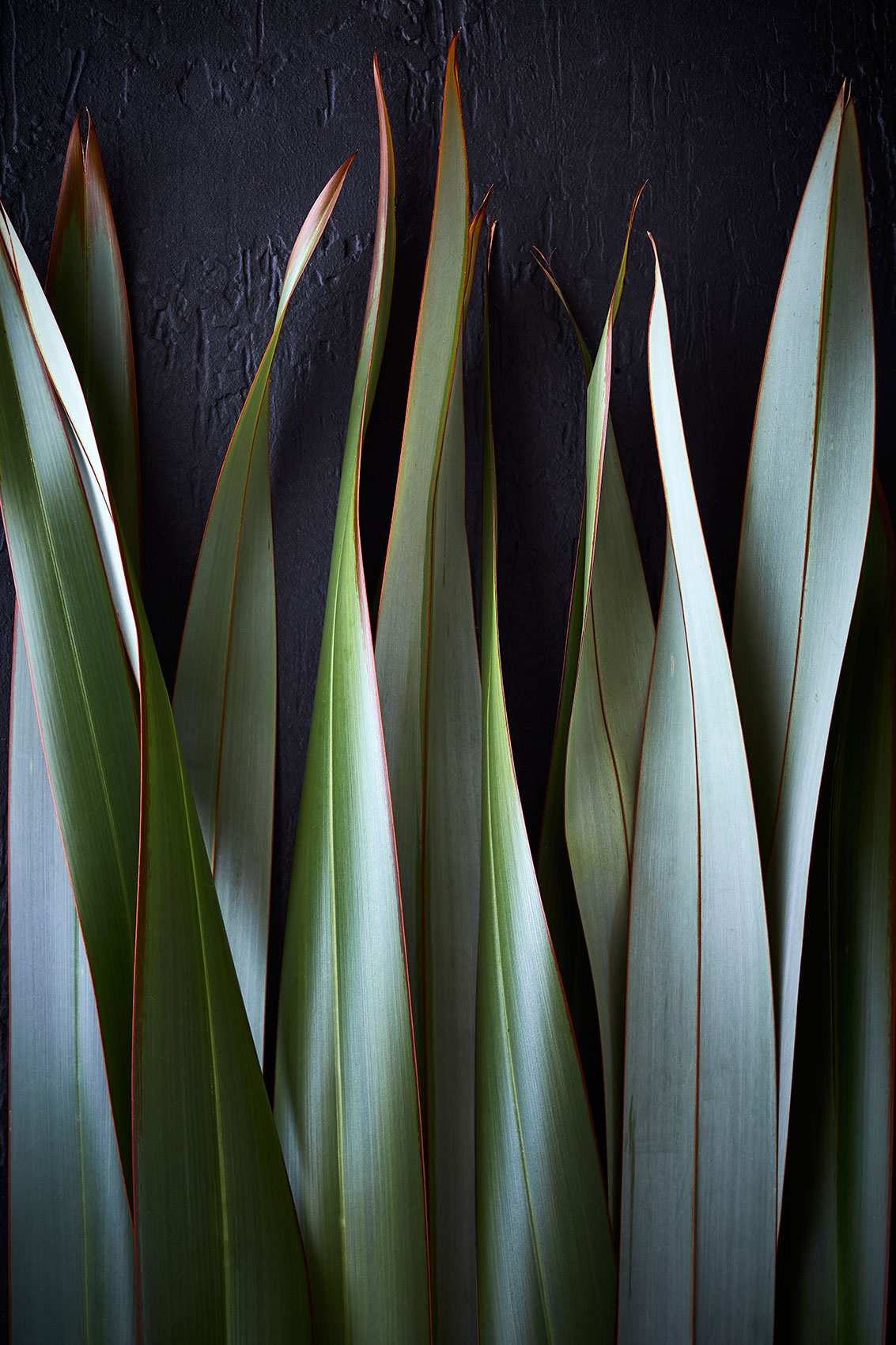 Hiakai • New Zealand Native Flax Plant 