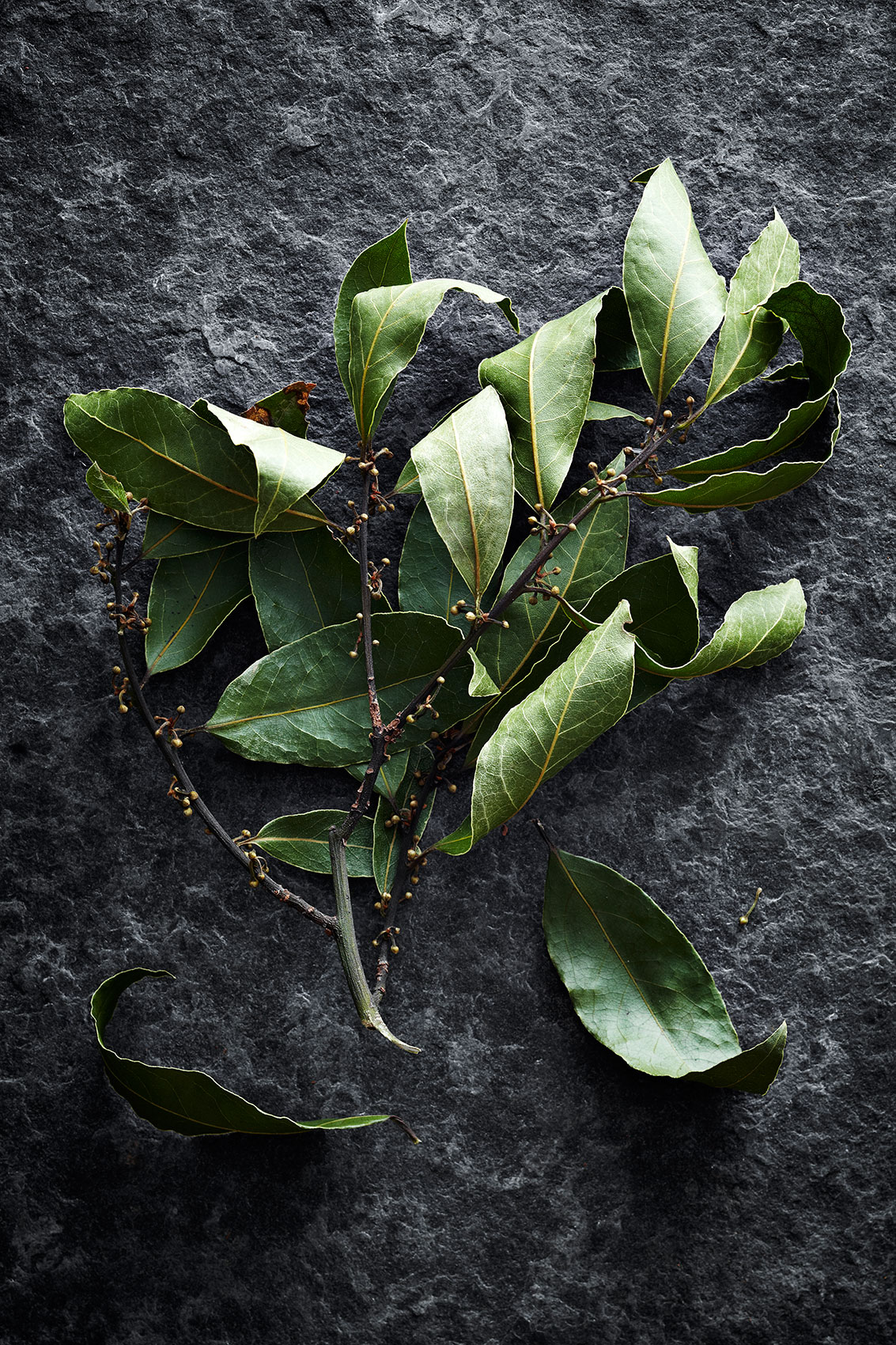 Spice Health Heroes • Fresh Bayleaves & Buds on Branch • Cookbook & Editorial Food Photography