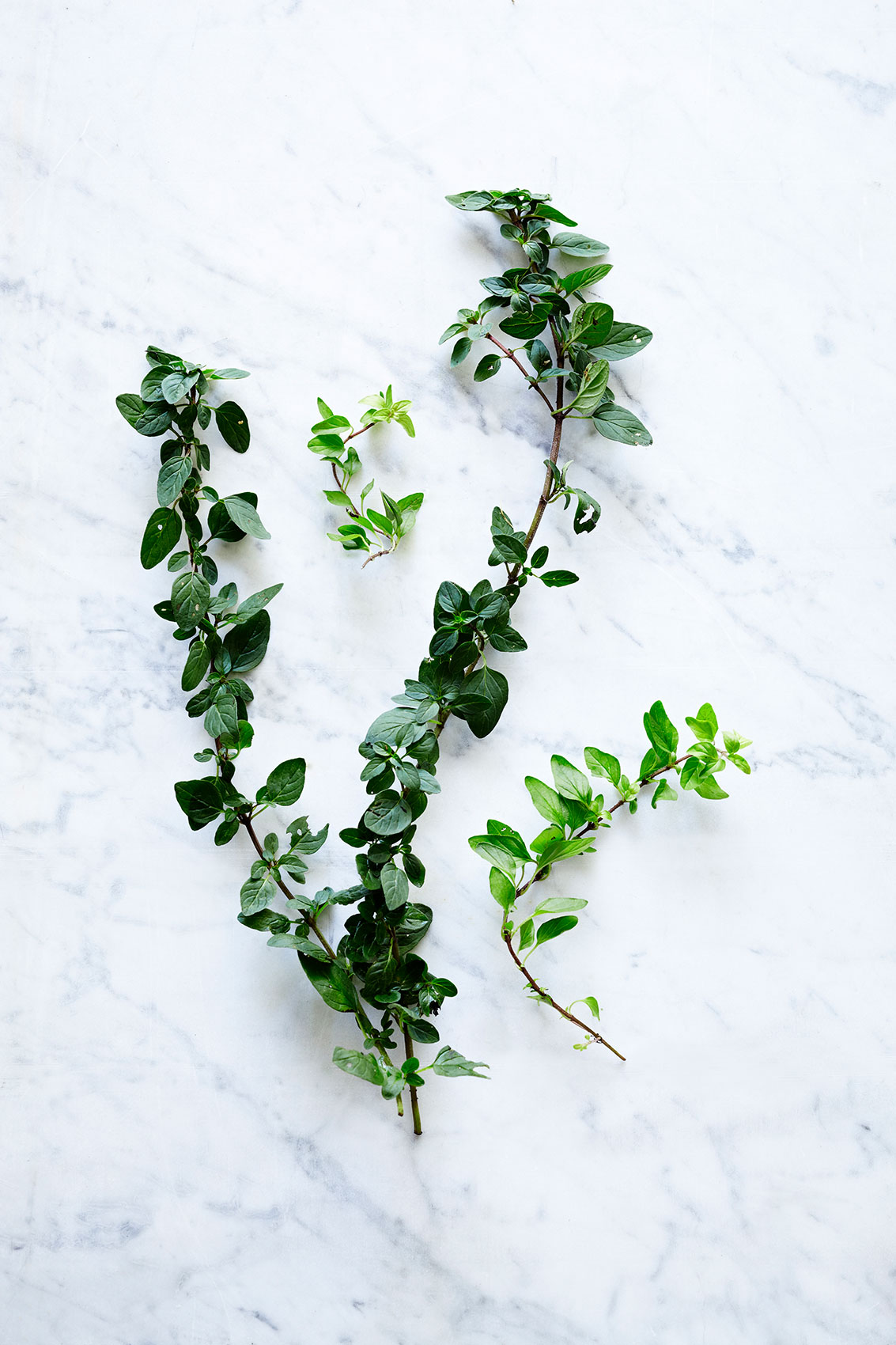 Spice Health Heroes • Fresh Rich Green Sprigs of Oregano on Marble Bench • Cookbook & Editorial Food Photography
