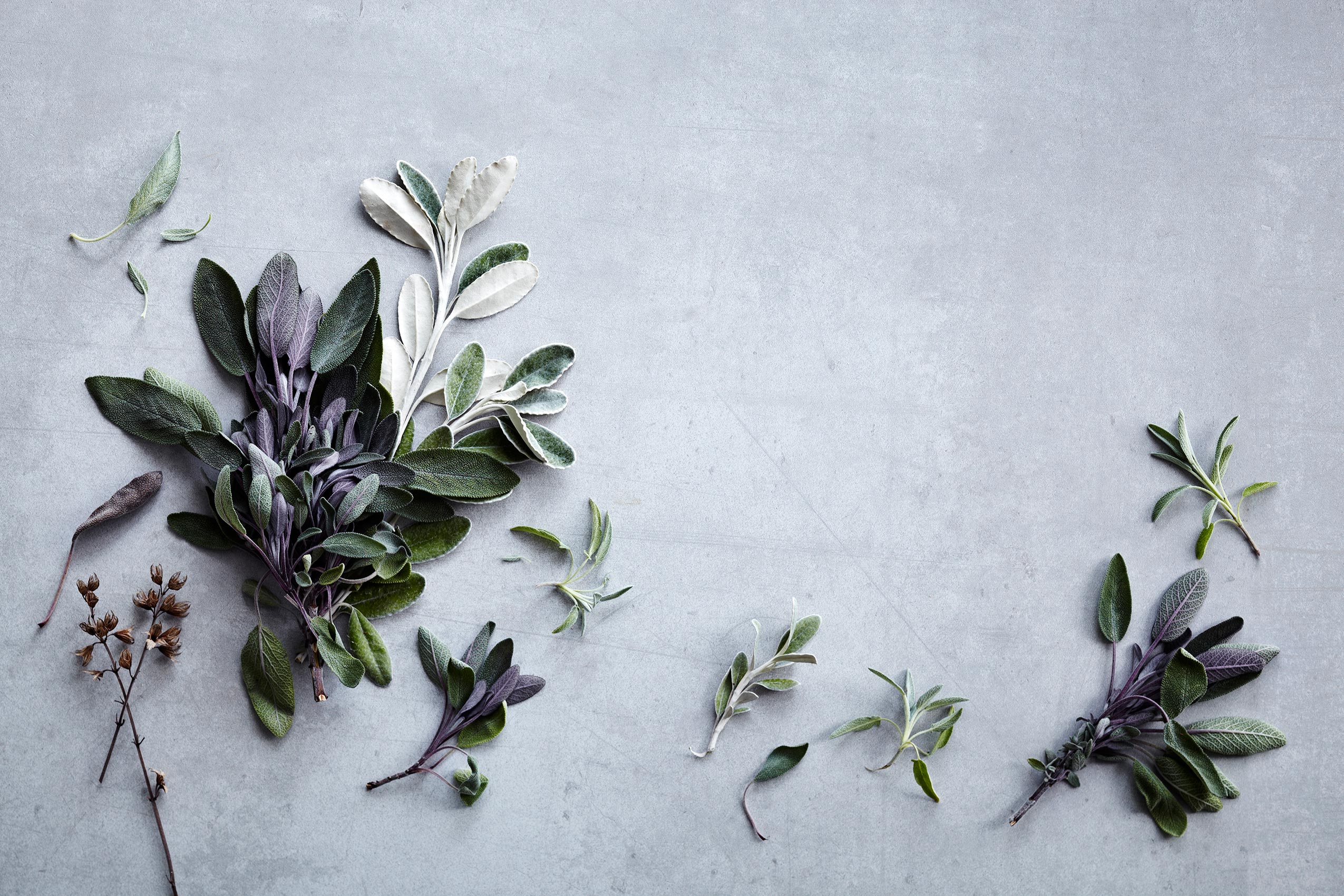 Spice Health Heroes • Fresh Sage Herb Plants on Light Concrete Bench • Cookbook & Editorial Food Photography