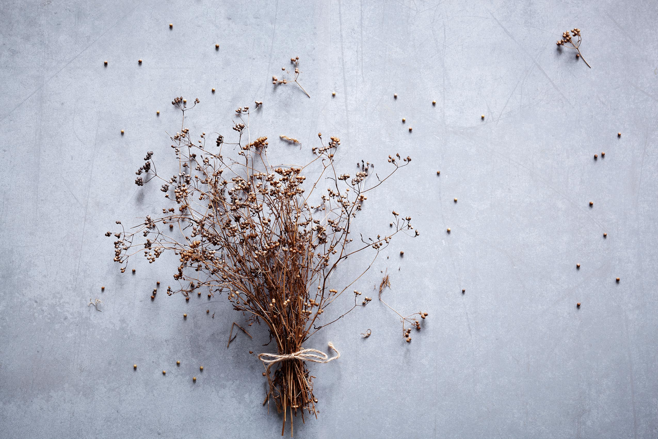 Spice Health Heroes • Dried Sprigs of Coriander Bunched on Light Stone Bench • Cookbook & Editorial Food Photography