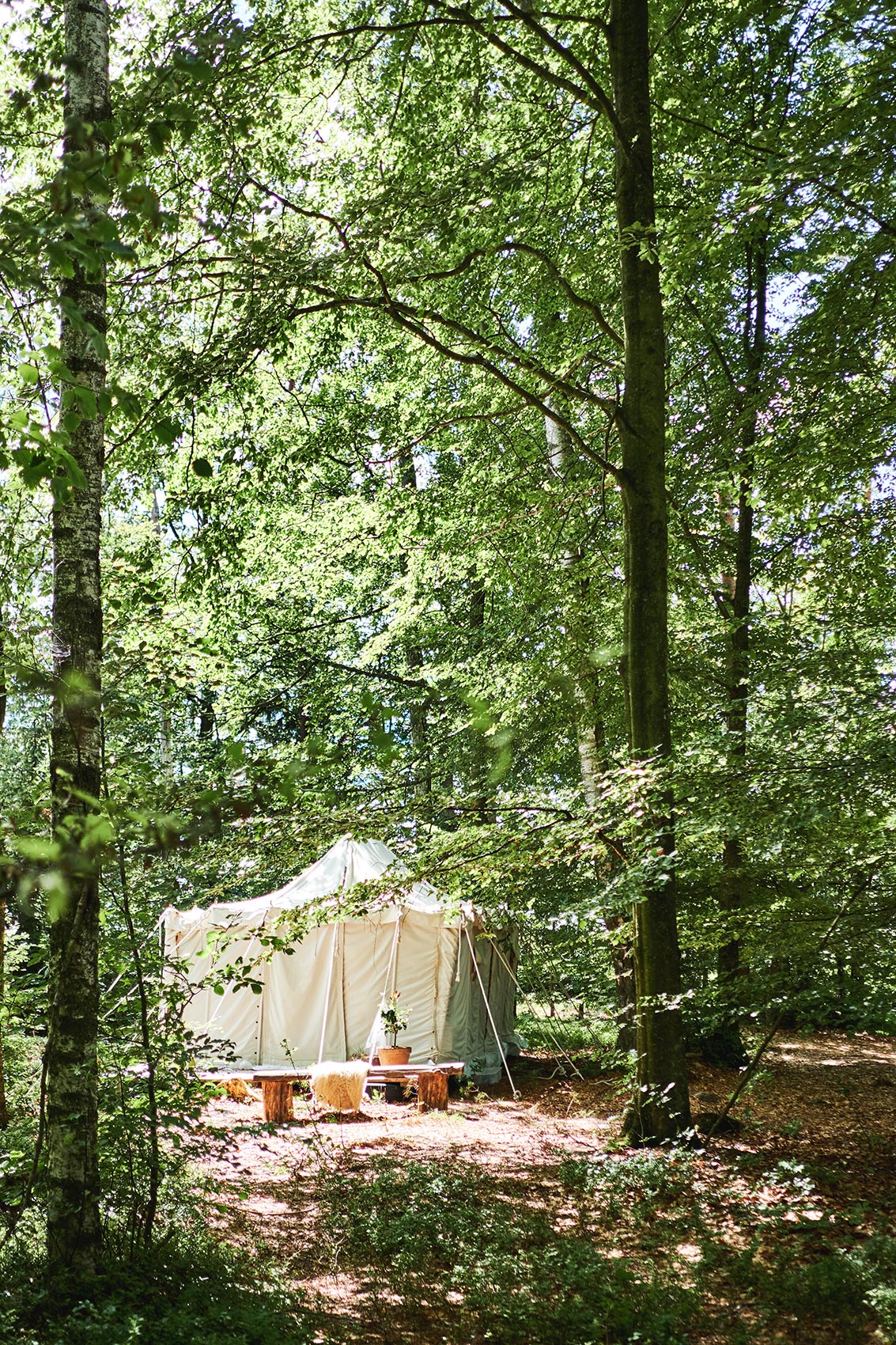 Stedsans in the Woods • Canvas Tent in New Zealand Bush Clearing • Lifestyle & Editorial Food Photography
