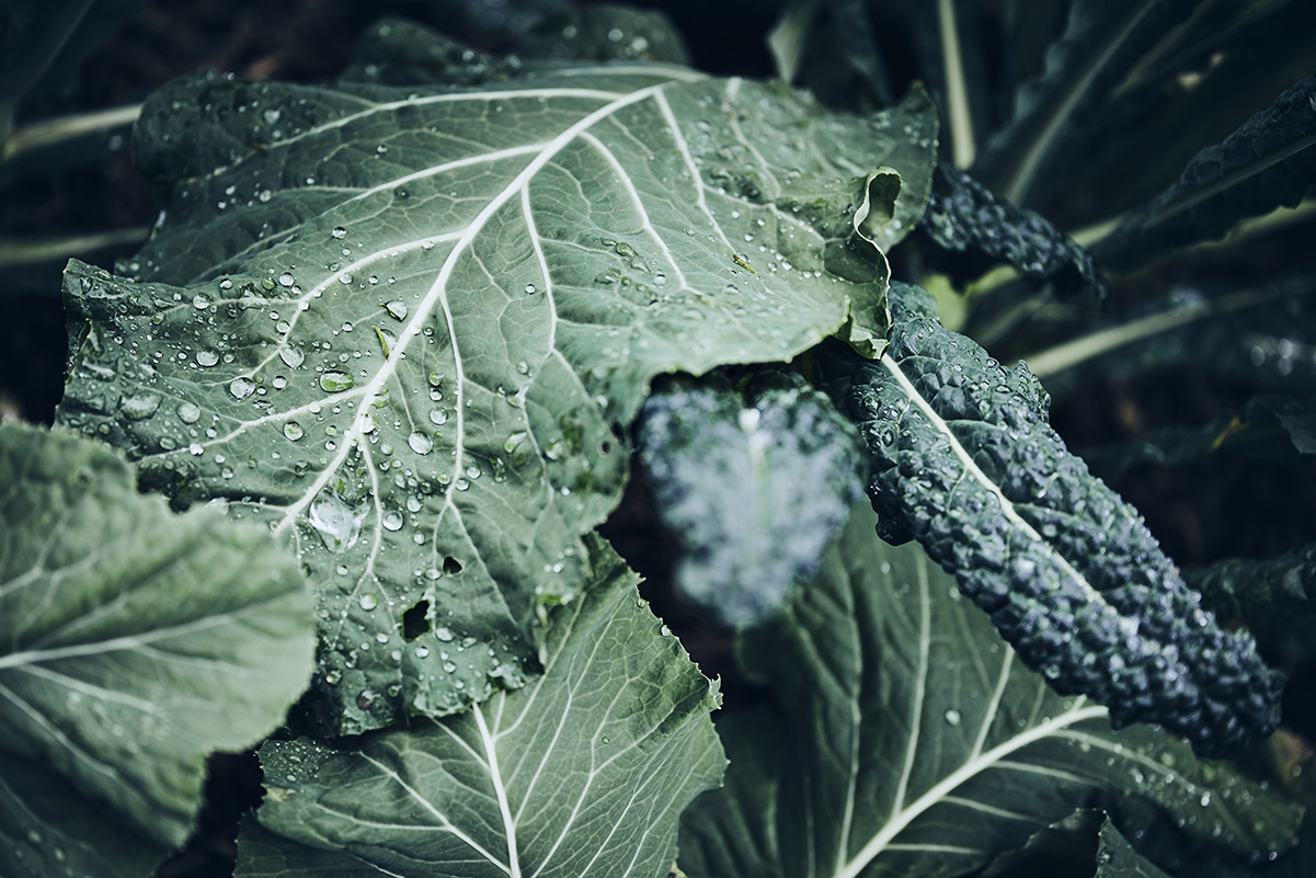 Shared Kitchen Rich Green Italian Cavolo Nero • IPA 2021 Honorable Mention • Lifestyle & Editorial Food Photography